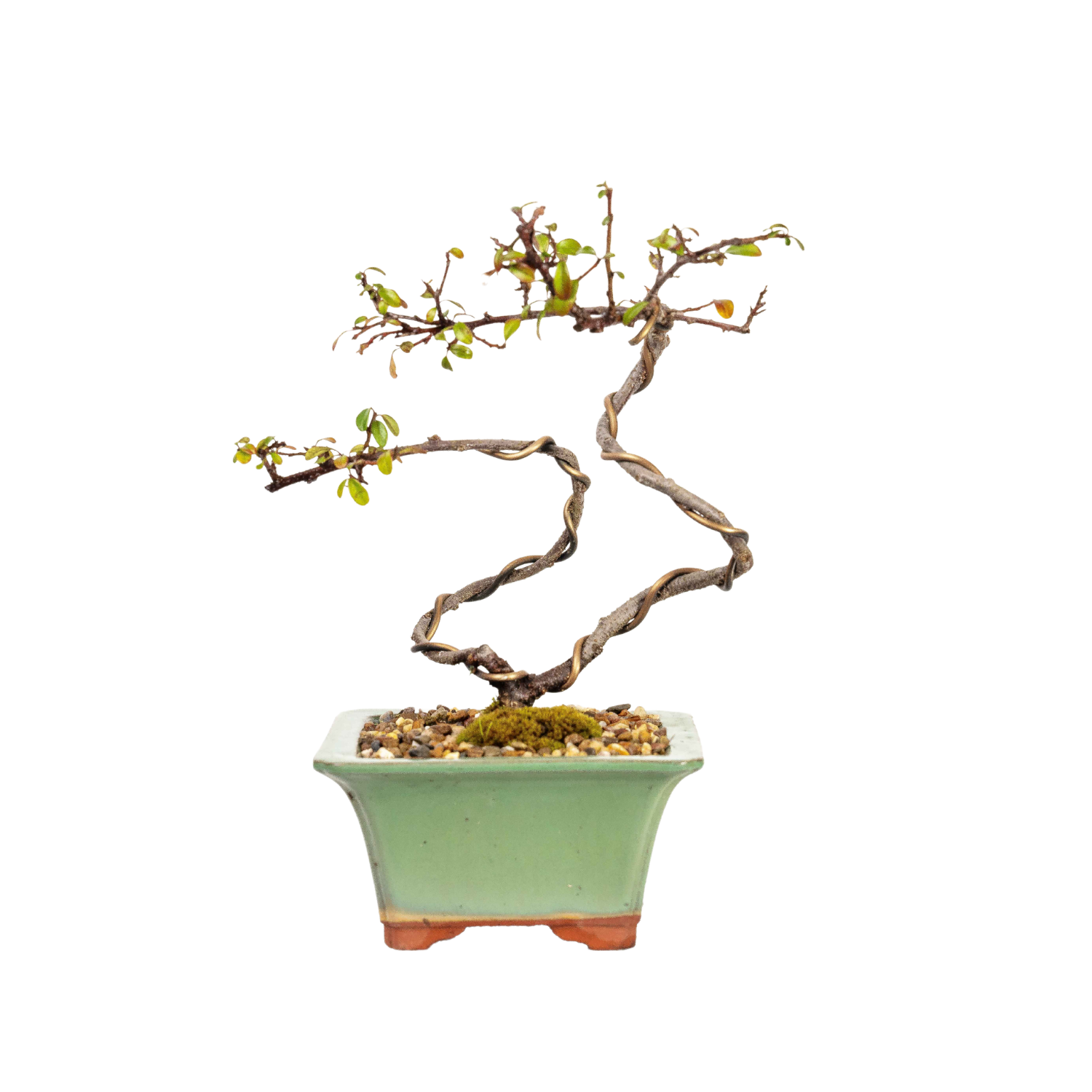 Cotoneaster Bonsai (2015)