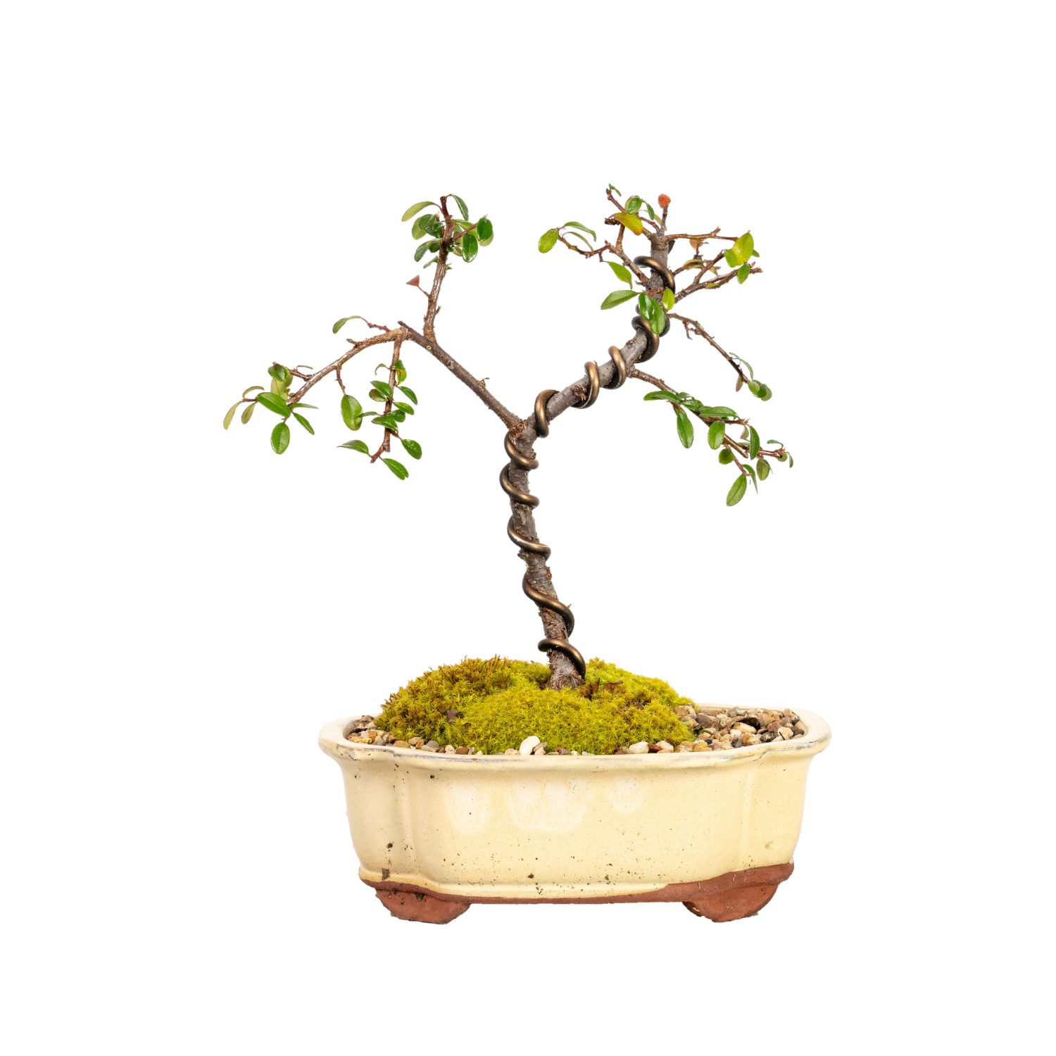 Cotoneaster Bonsai (2015)