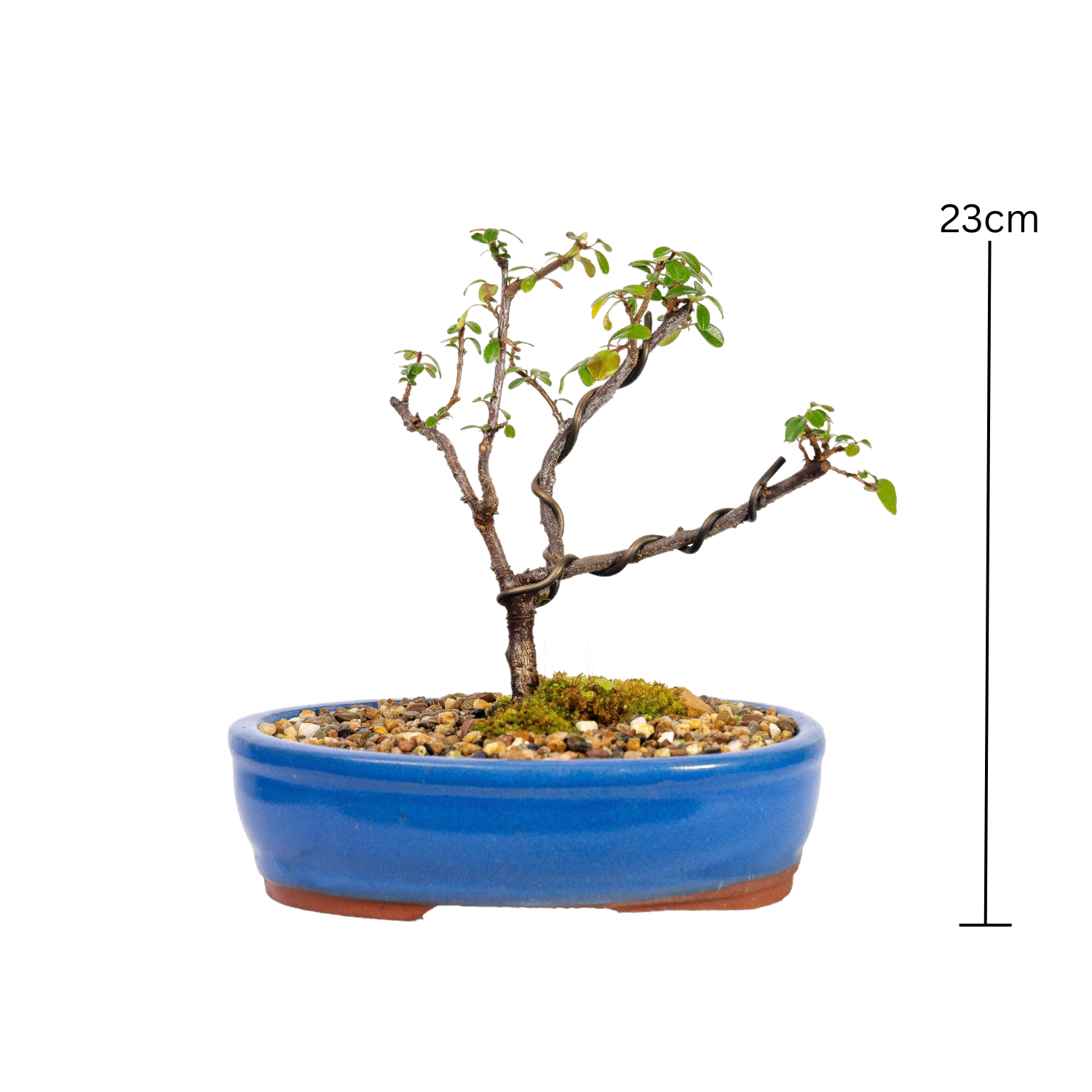 Cotoneaster Bonsai (2016)