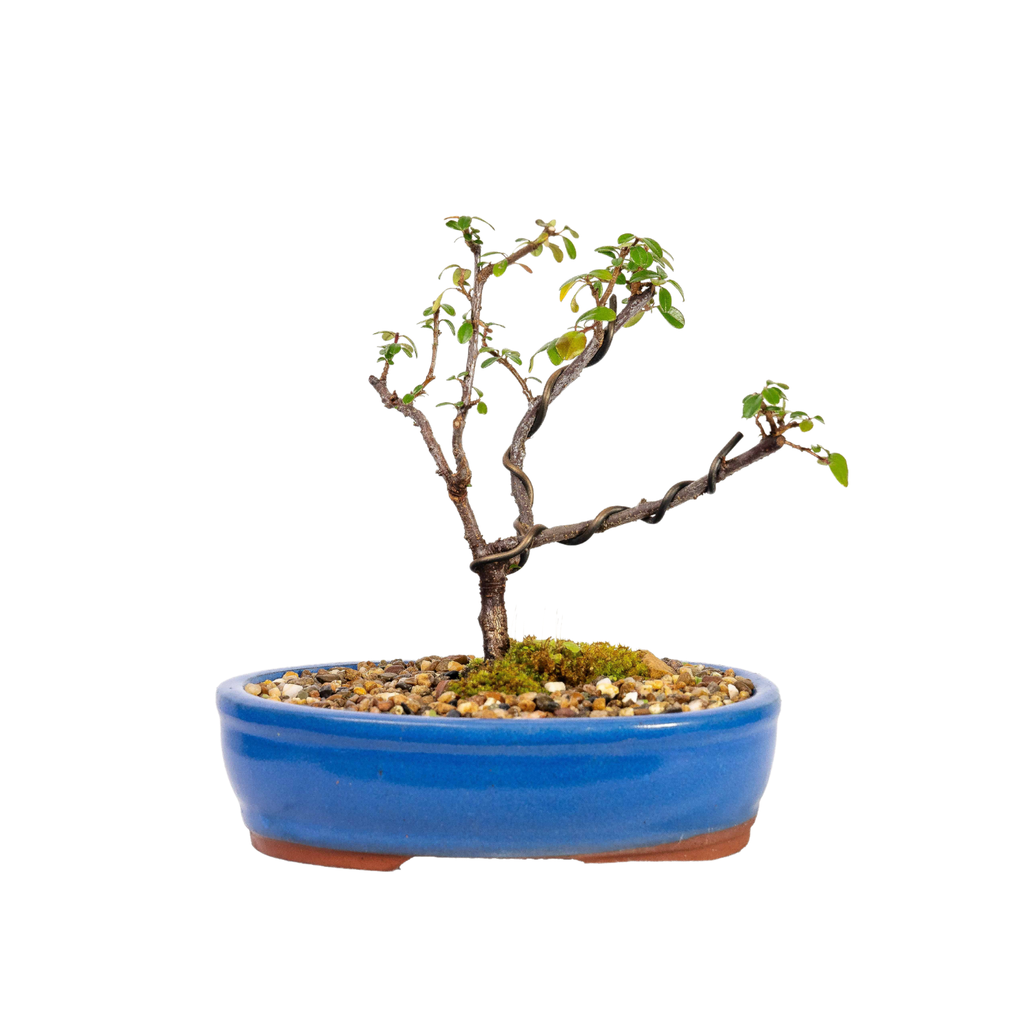 Cotoneaster Bonsai (2016)