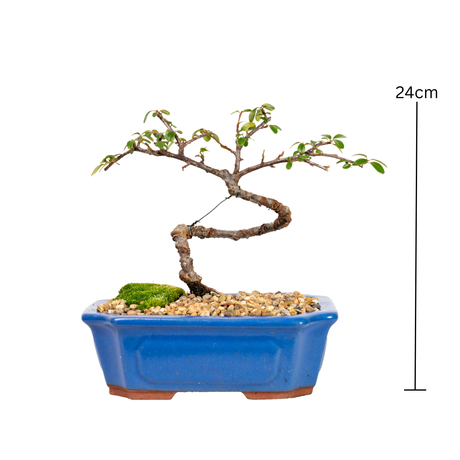 Japanese Rockspray Bonsai (2014)