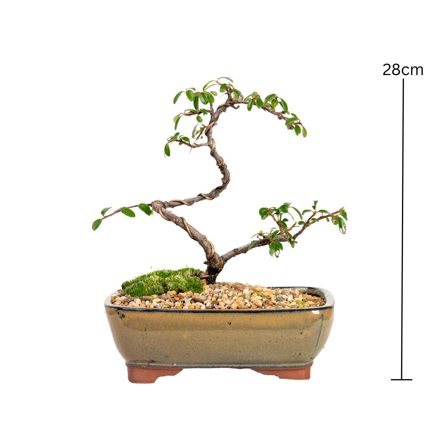 Japanese Rockspray Bonsai (2014)