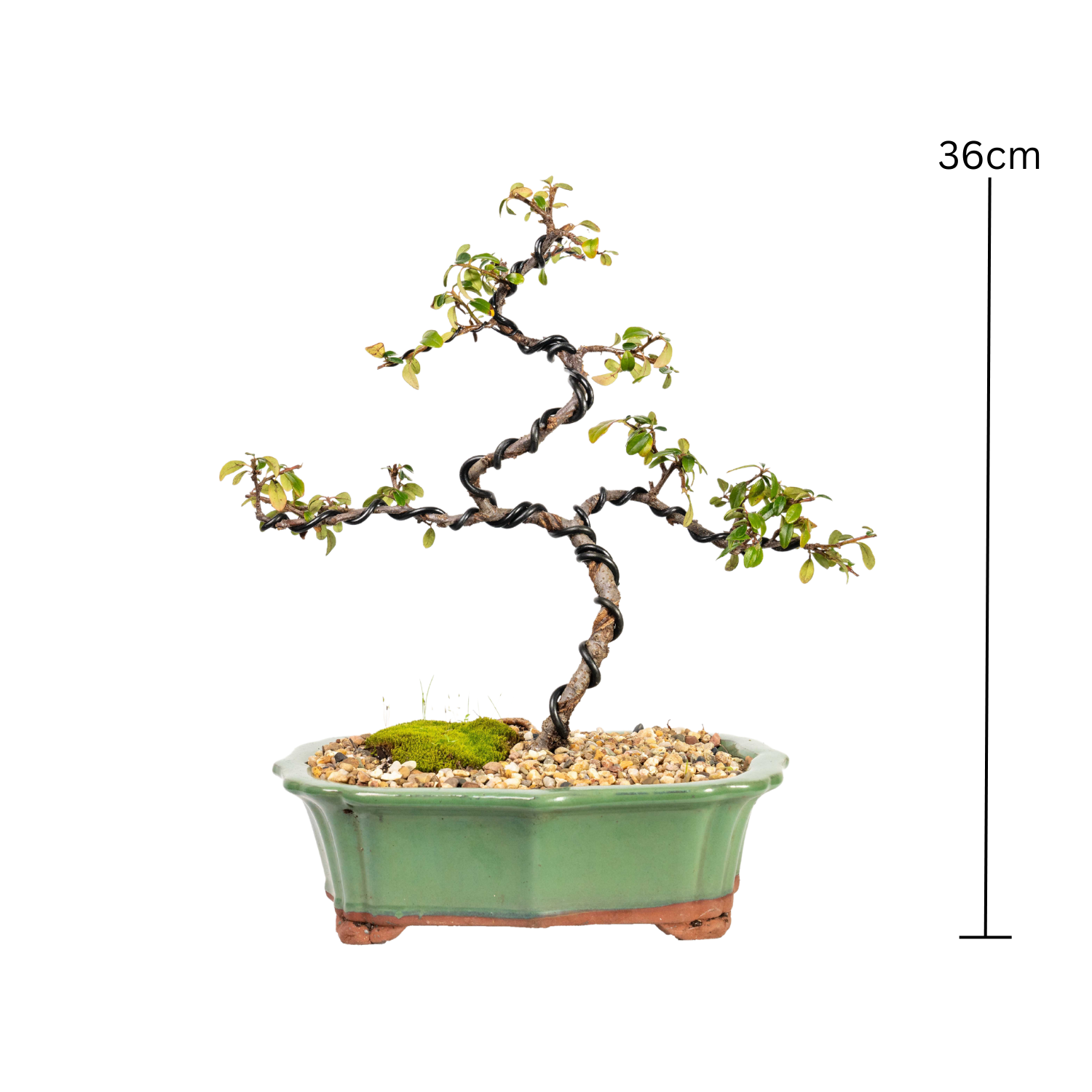 Cotoneaster Bonsai (2013)