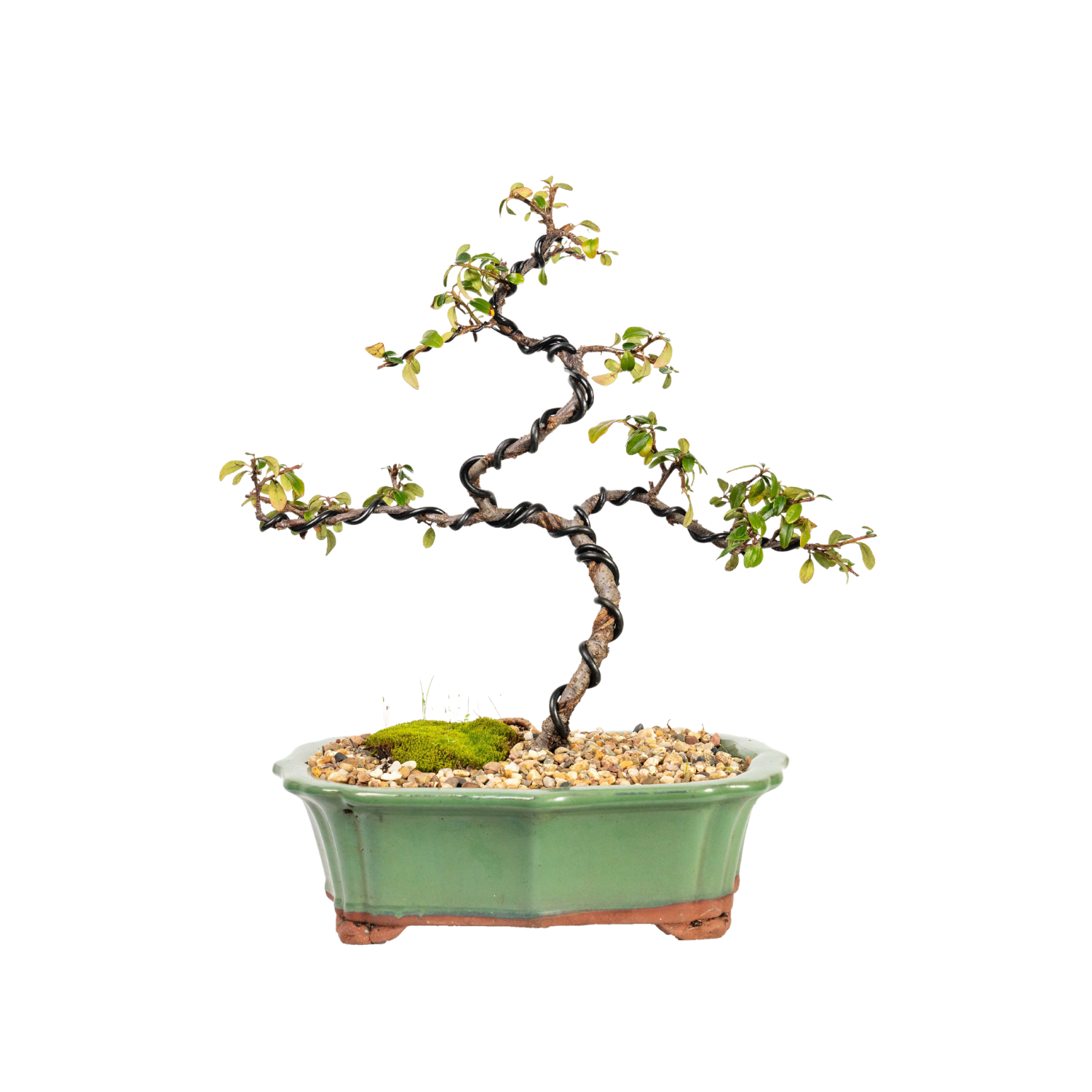 Cotoneaster Bonsai (2013)