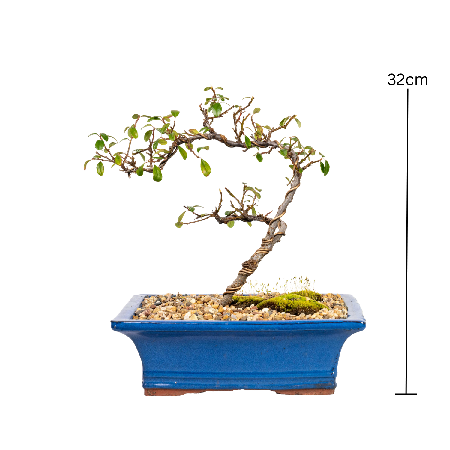 Japanese Rockspray Bonsai (2015)