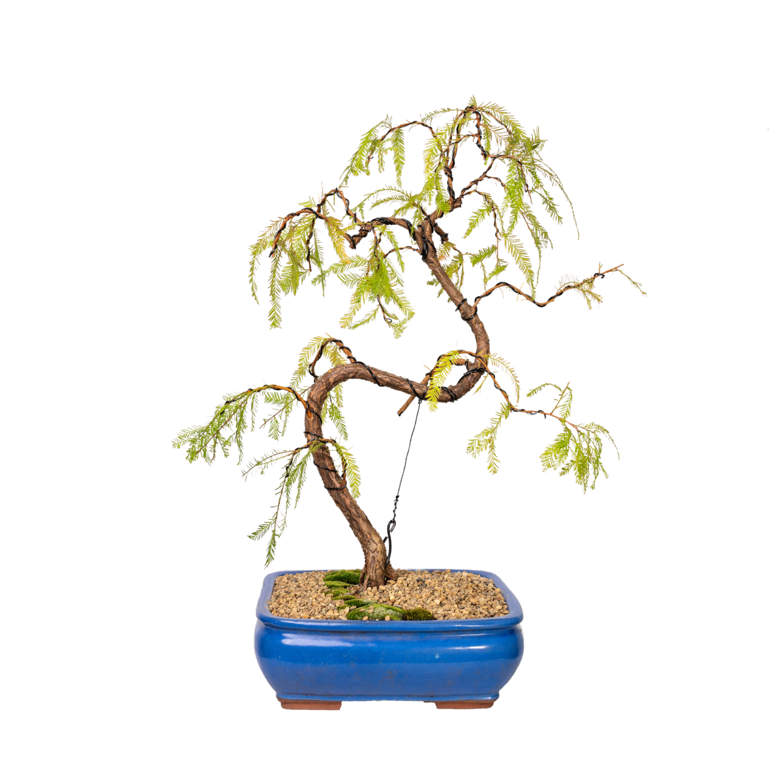 Swamp Cypress Bonsai (2000)