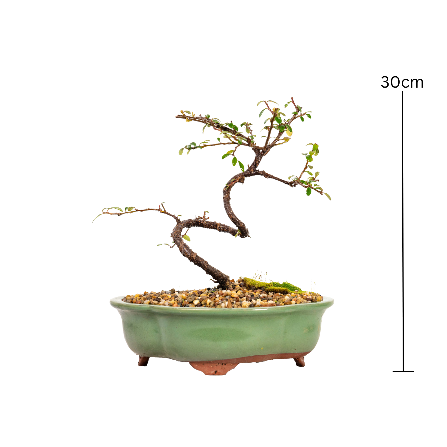 Cotoneaster Bonsai (2013)