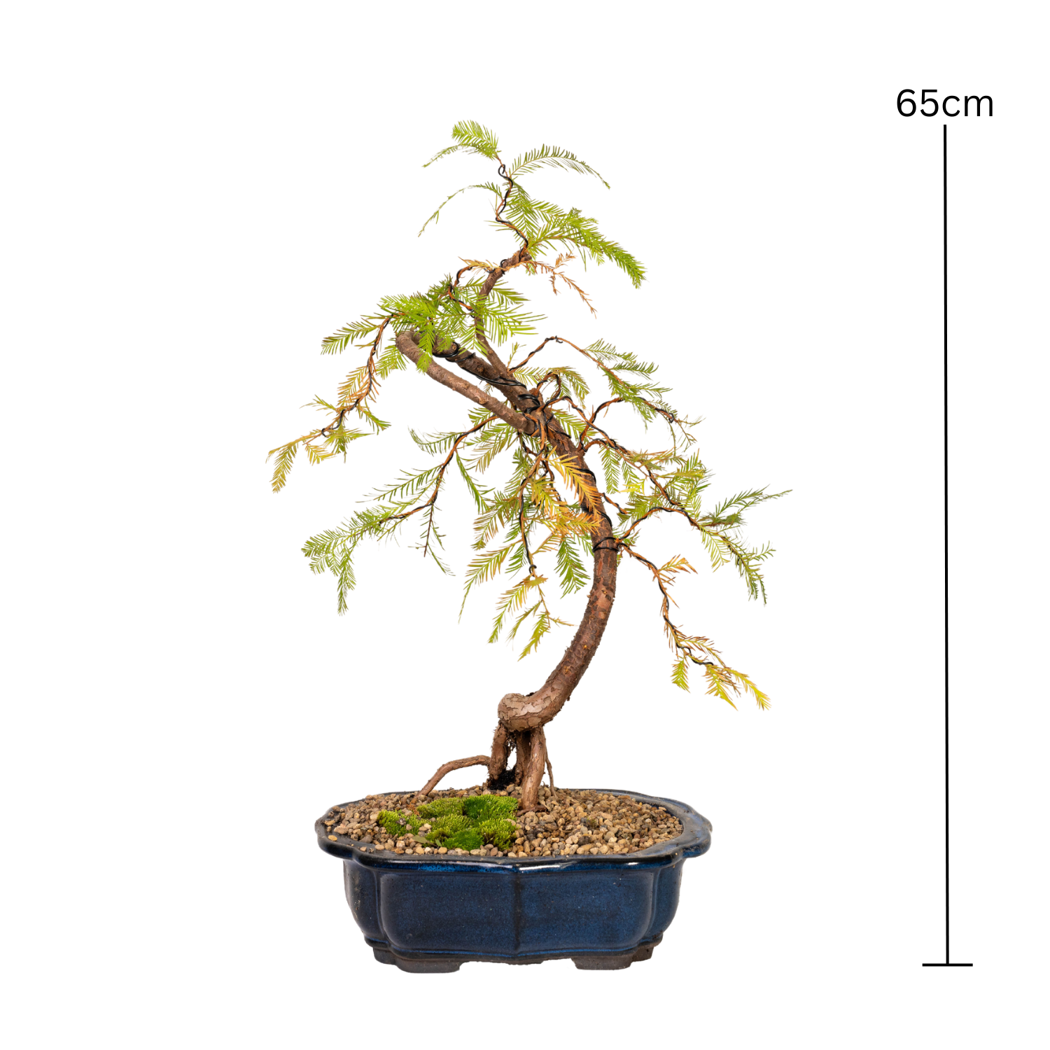 Swamp Cypress Bonsai (2002)