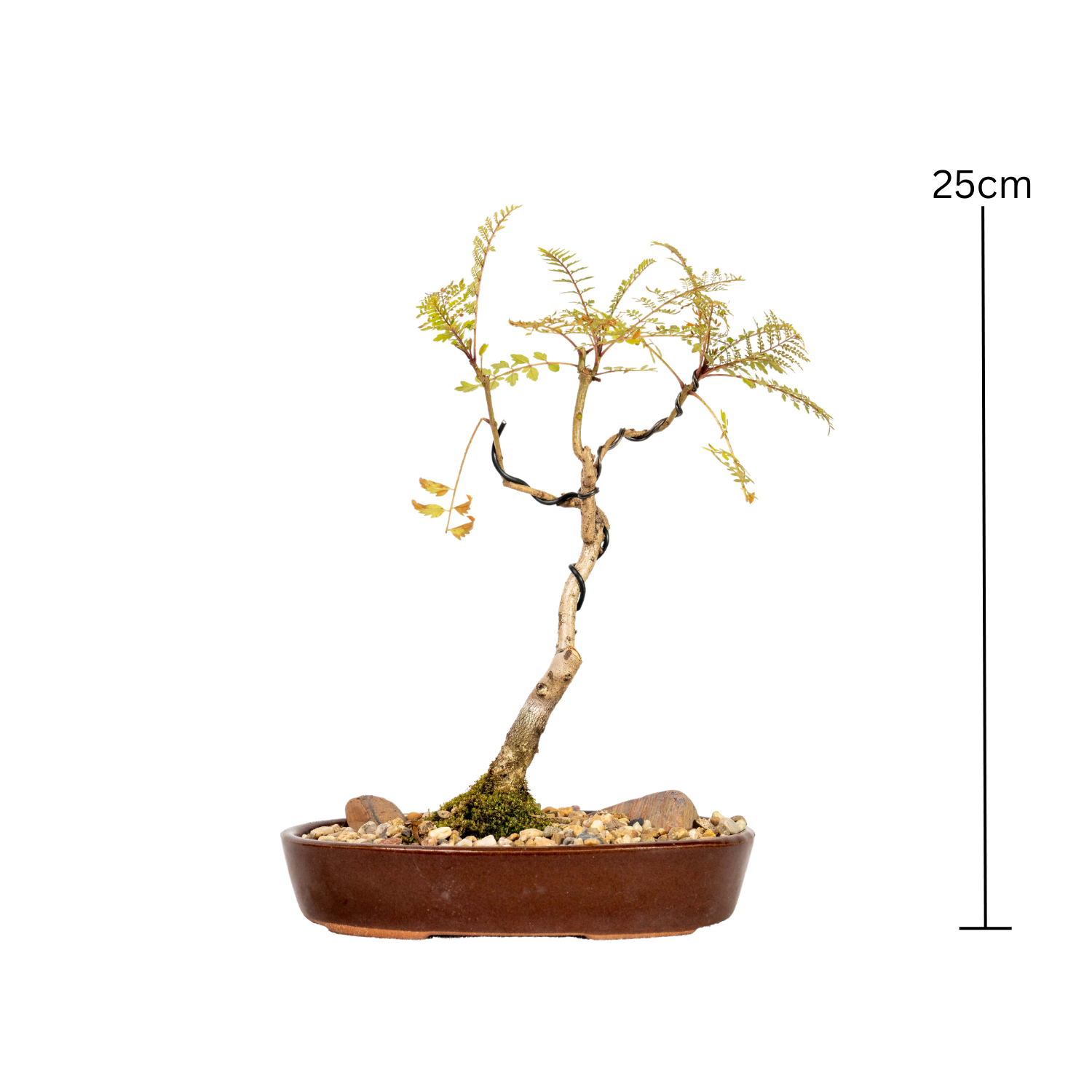 Jacaranda Bonsai (2016)