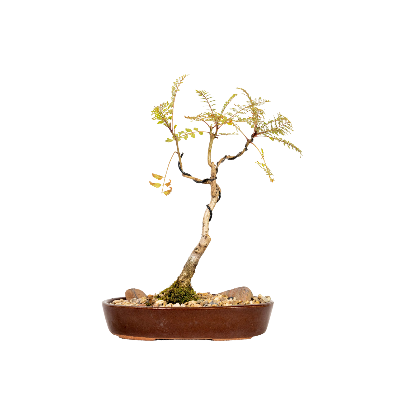 Jacaranda Bonsai (2016)