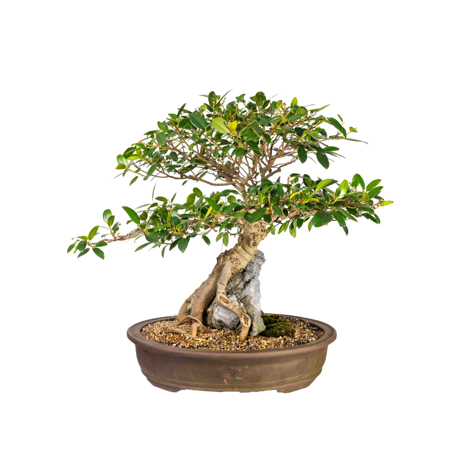 Port Jackson Fig Bonsai (1971)