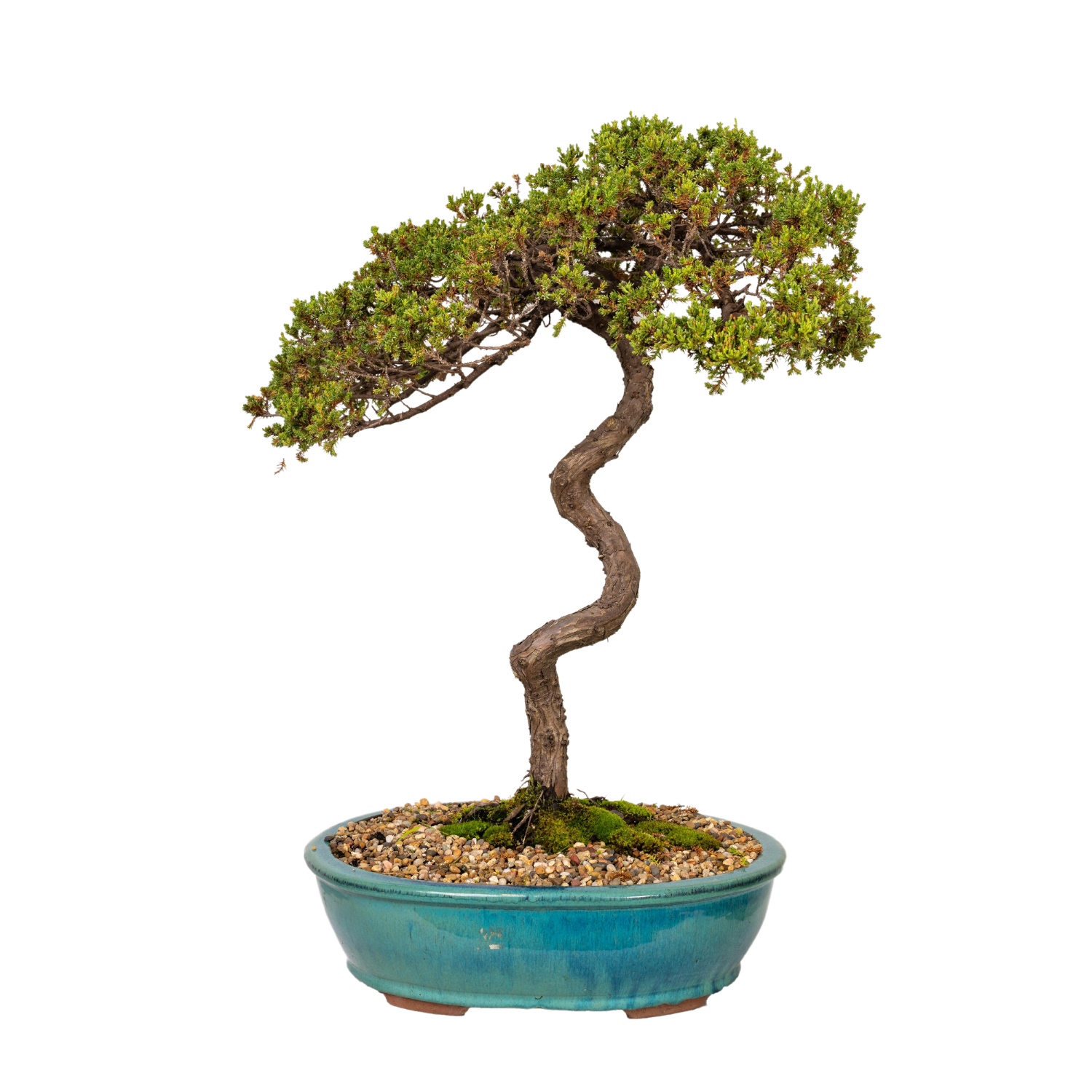 Juniper Bonsai (1986)