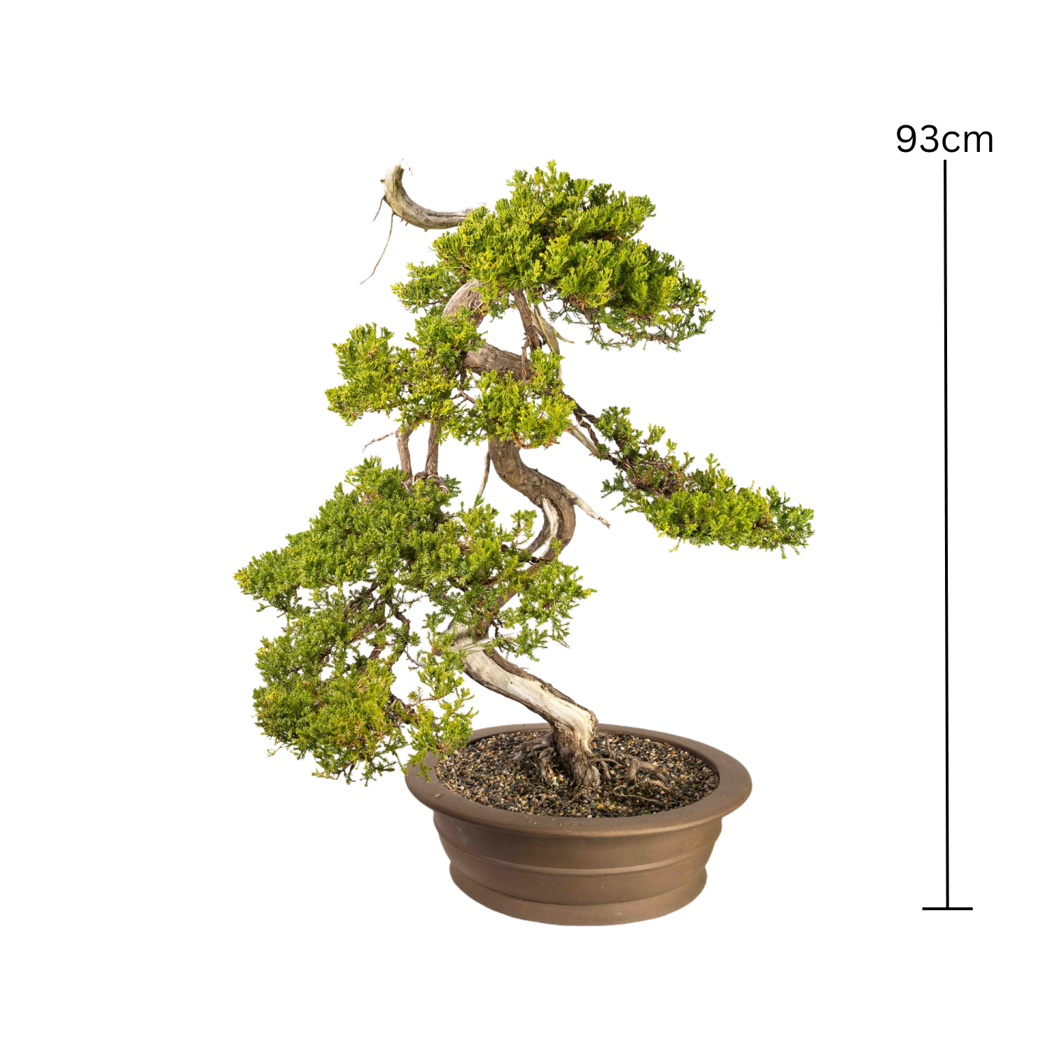 Juniper Bonsai (1986)