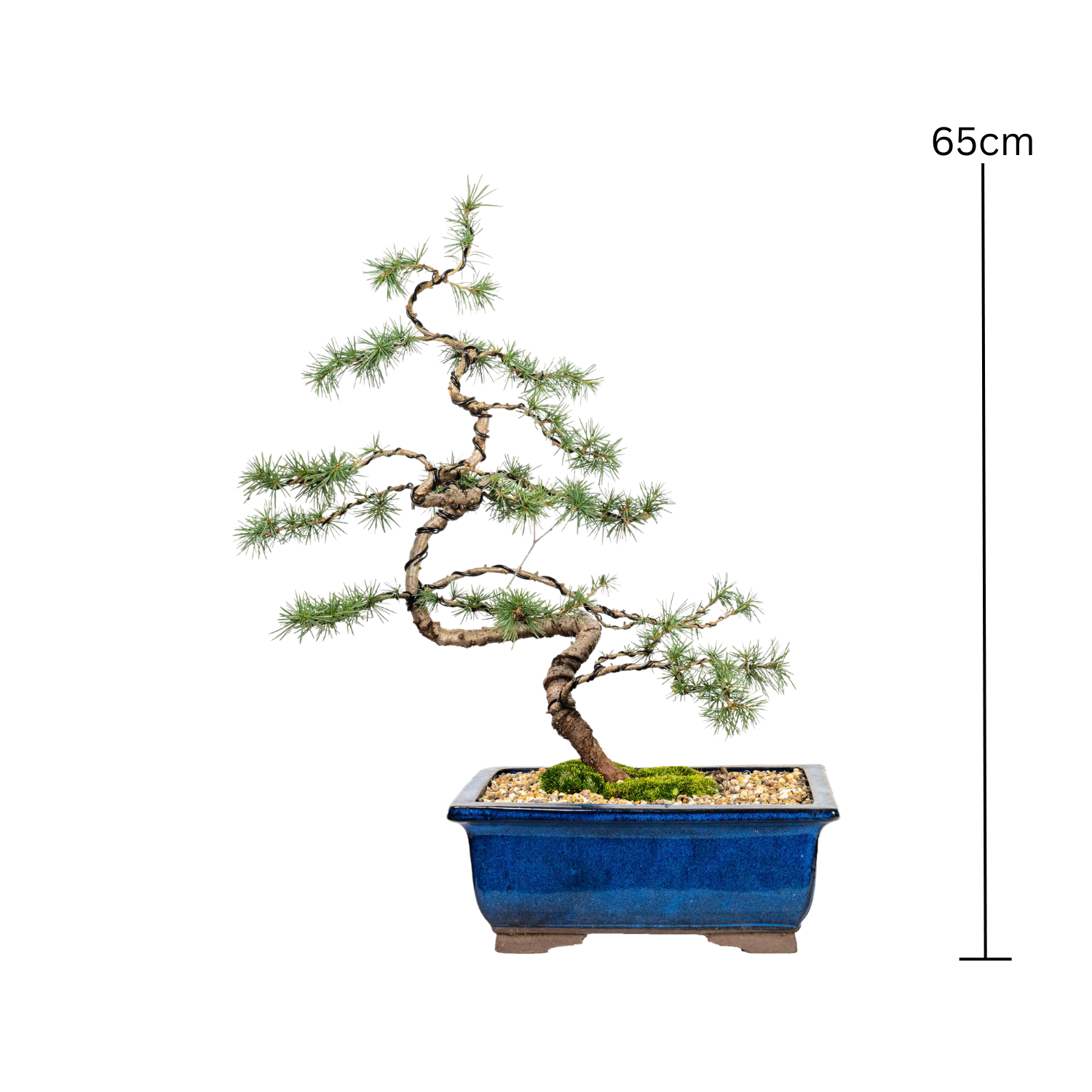 Atlantic Cedar Bonsai (1997)