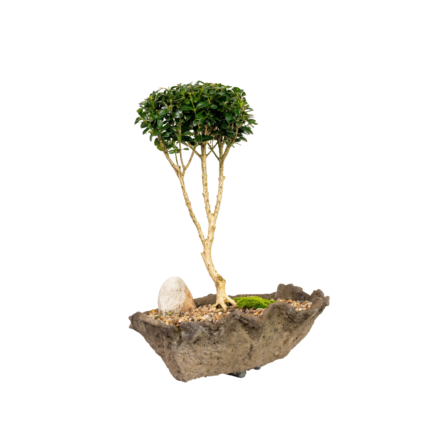 Korean Buxus Bonsai (2002)