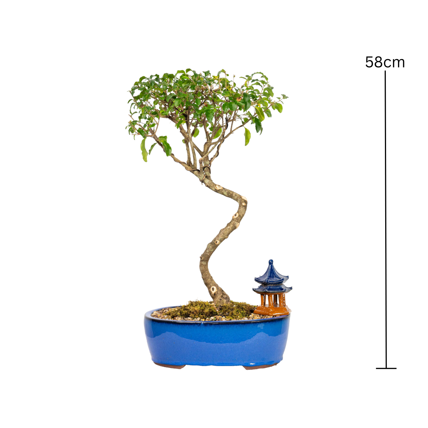 Chinese Ligustrum Bonsai (2001)