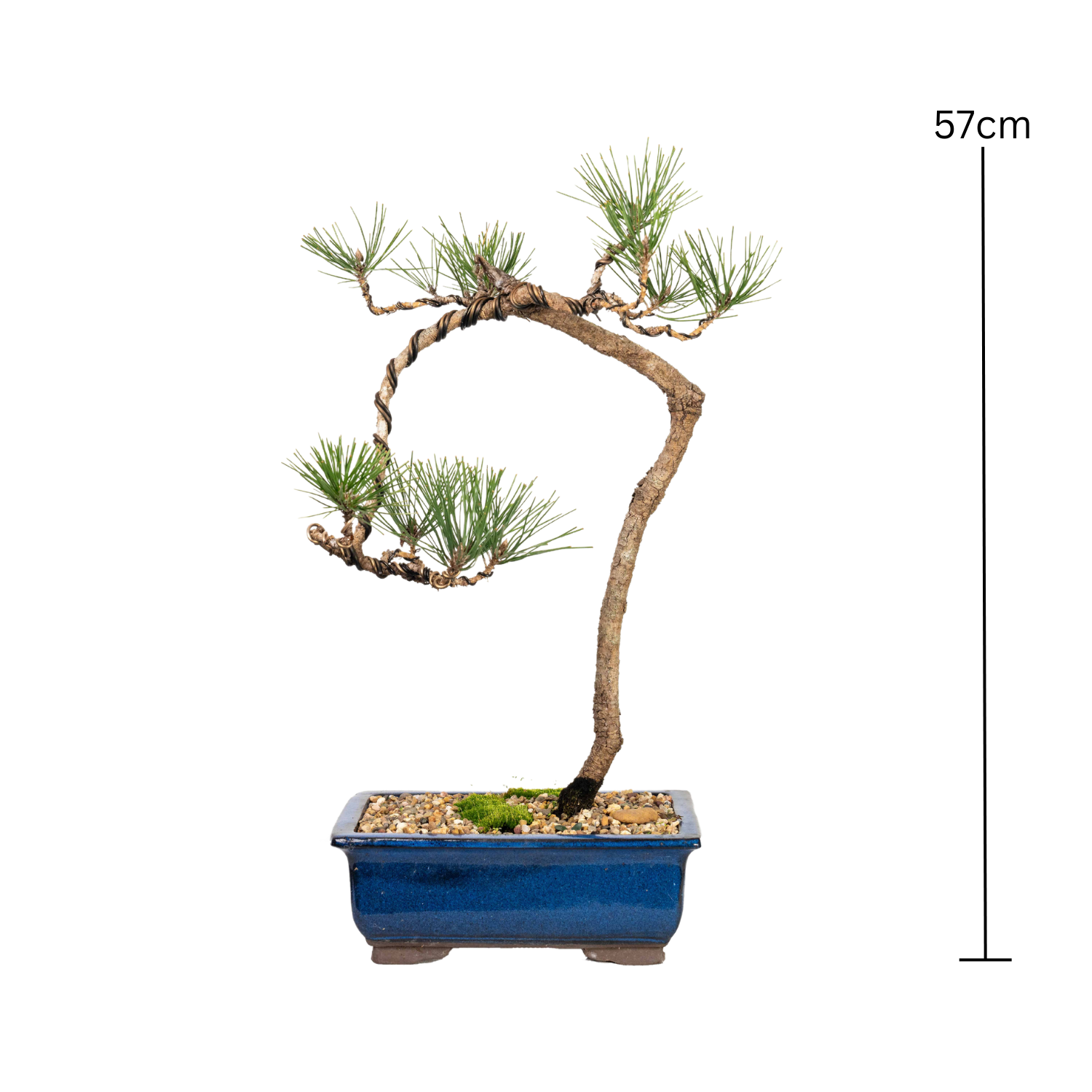 Japanese Black Pine Bonsai (1998)