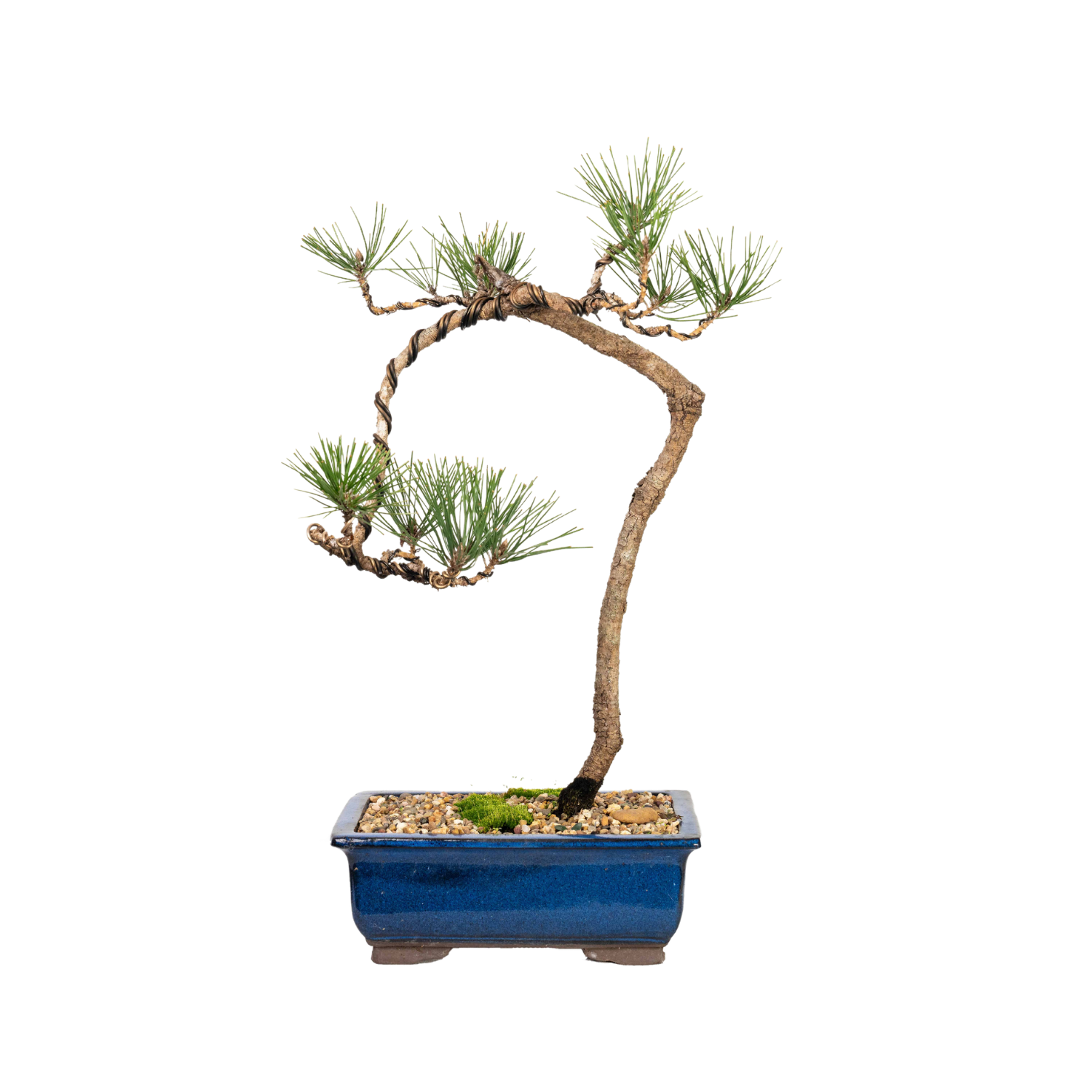 Japanese Black Pine Bonsai (1998)