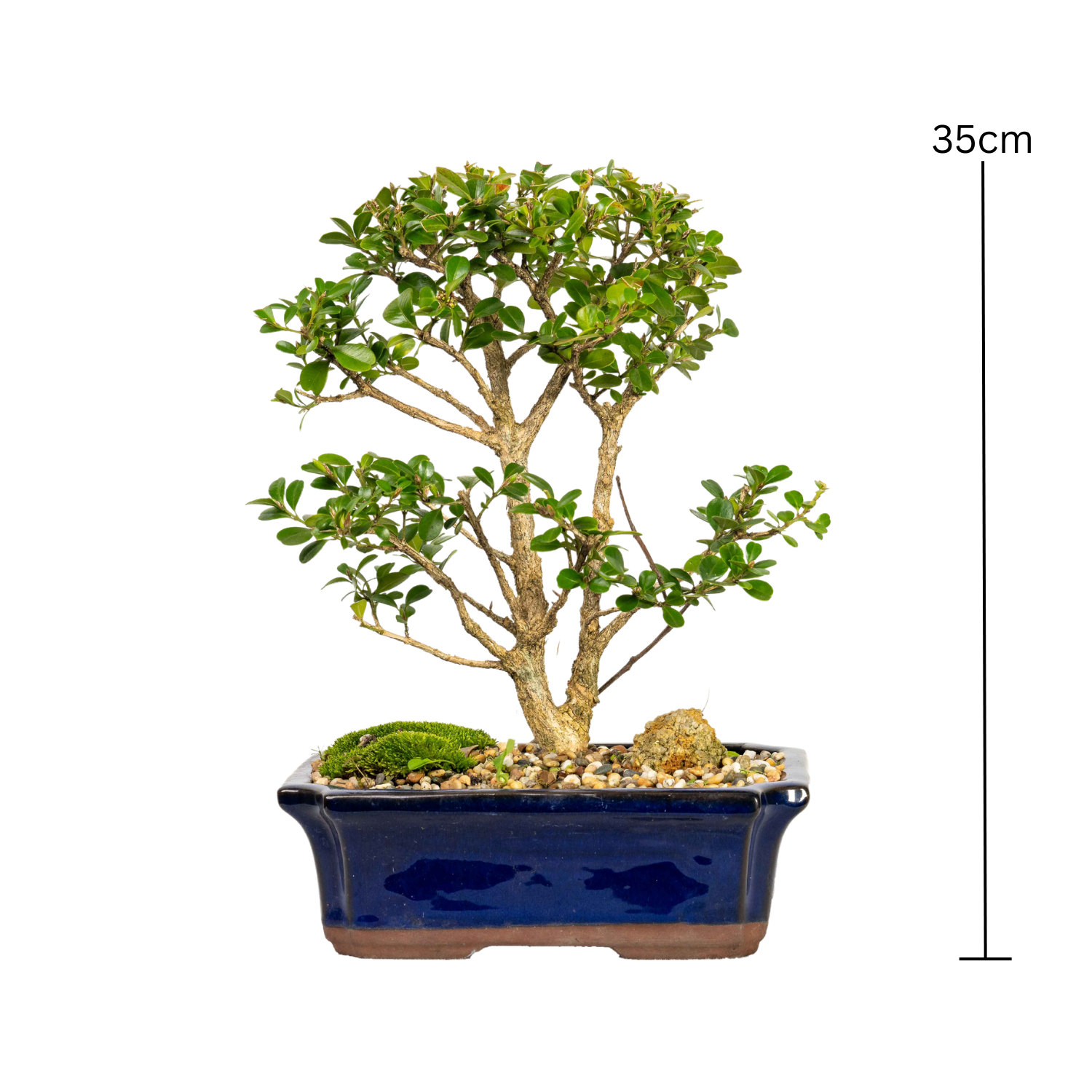English Buxus Bonsai (2001)