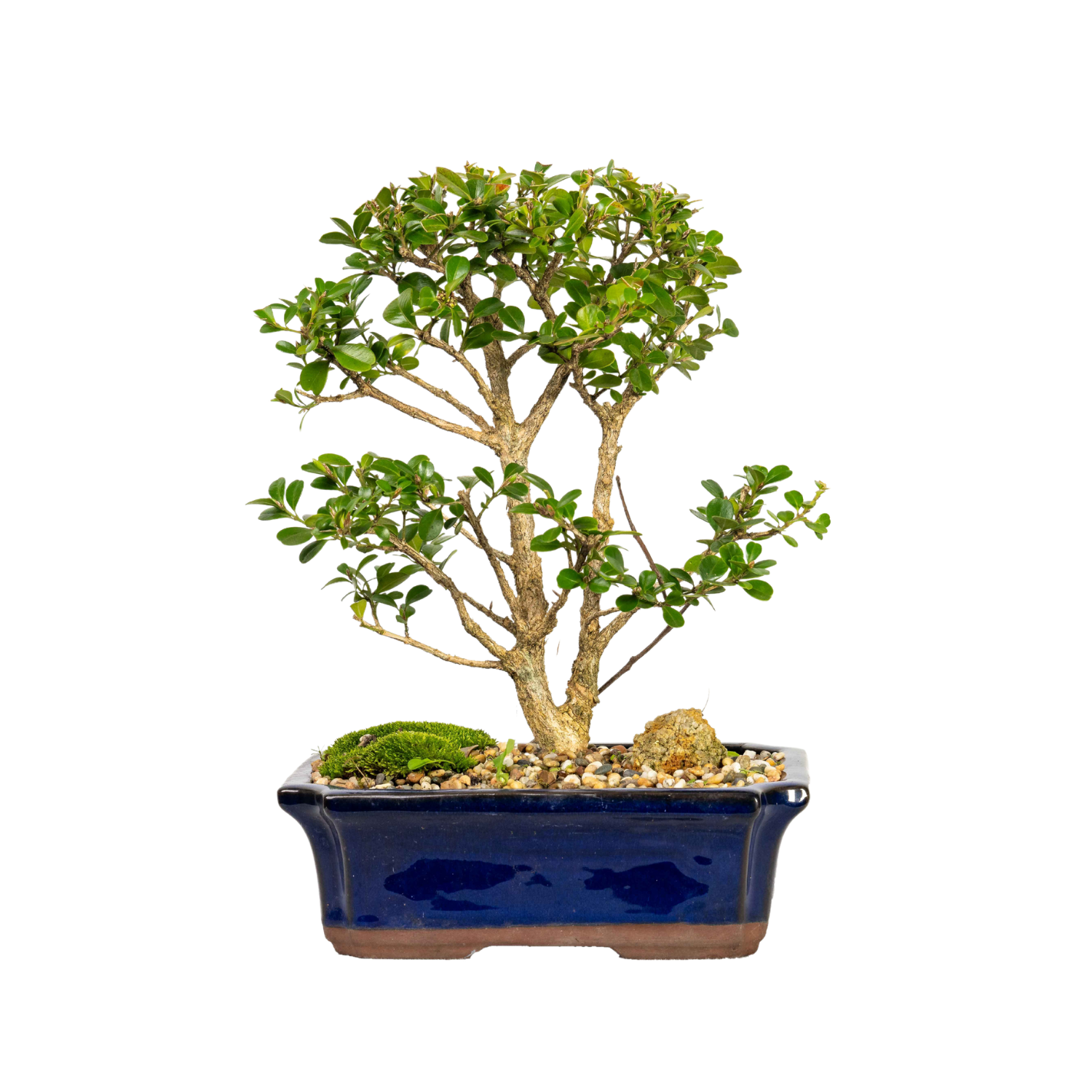 English Buxus Bonsai (2001)