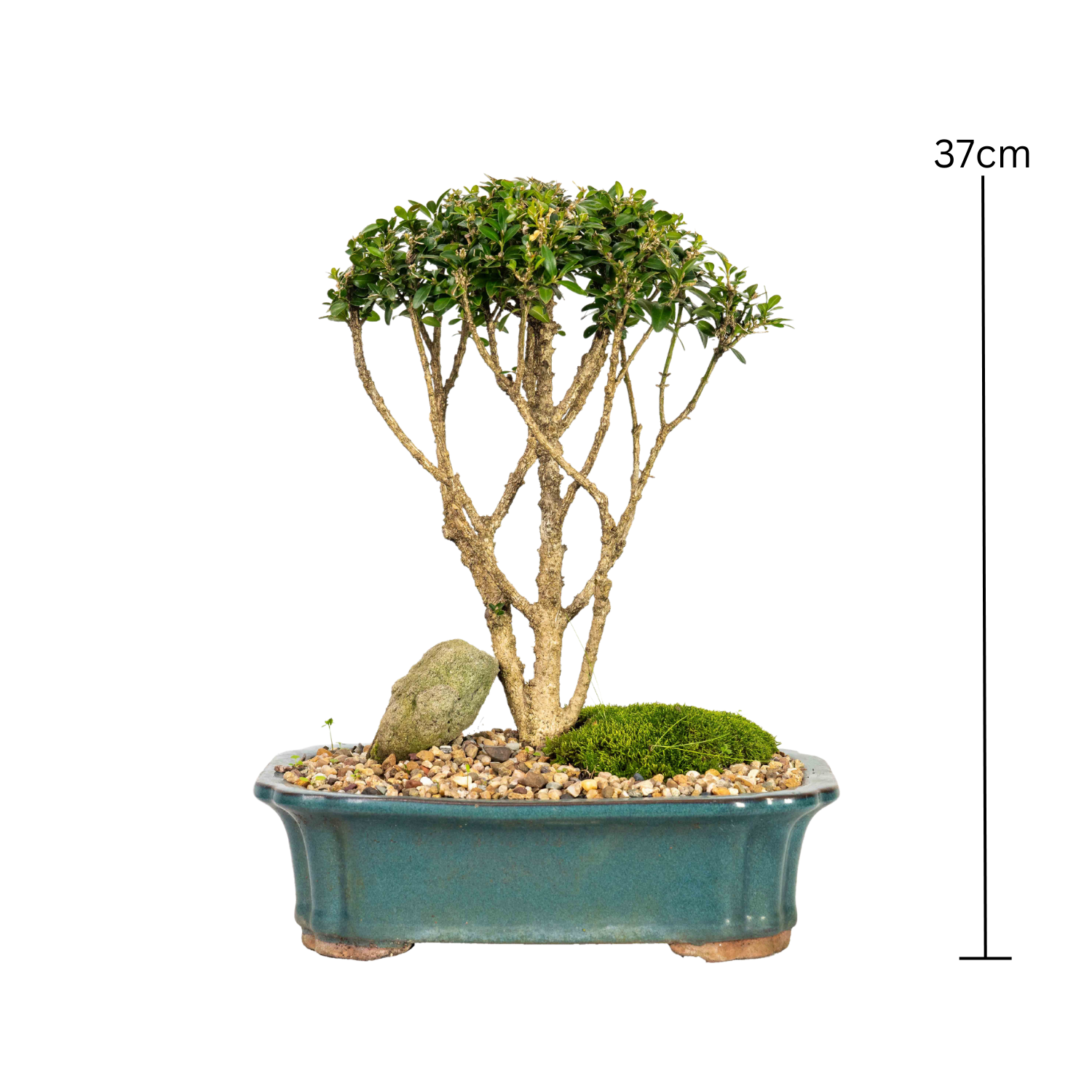 Korean Buxus Bonsai (2002)
