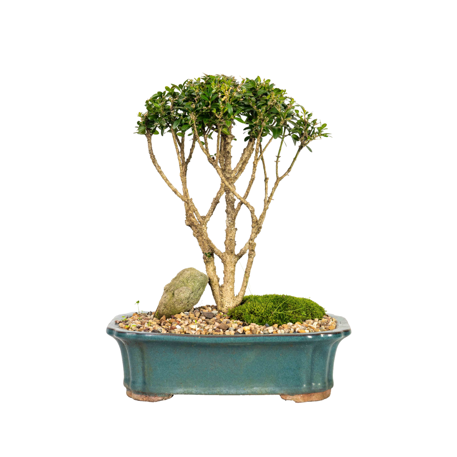 Korean Buxus Bonsai (2002)