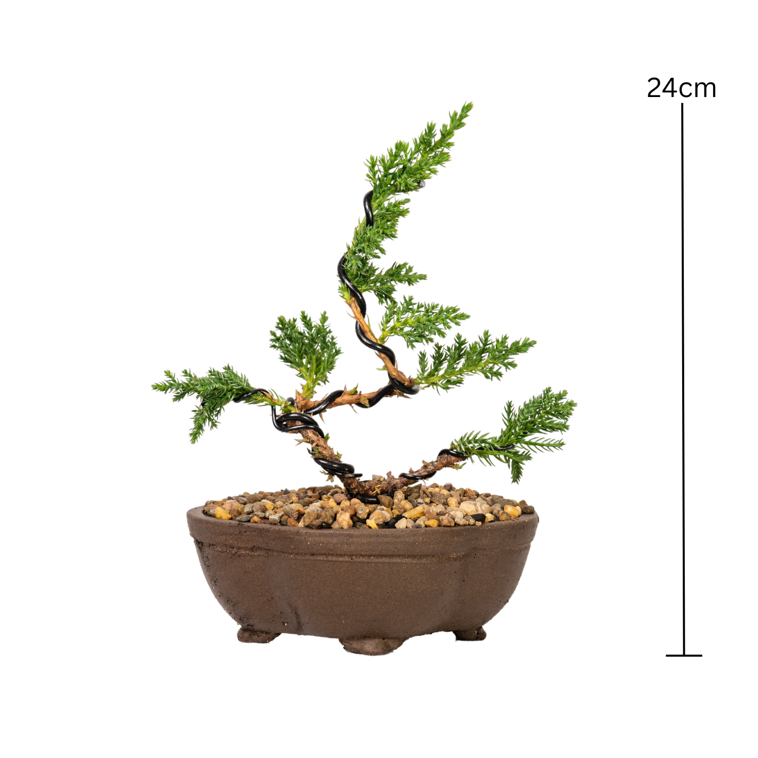 Juniper Bonsai (2020)