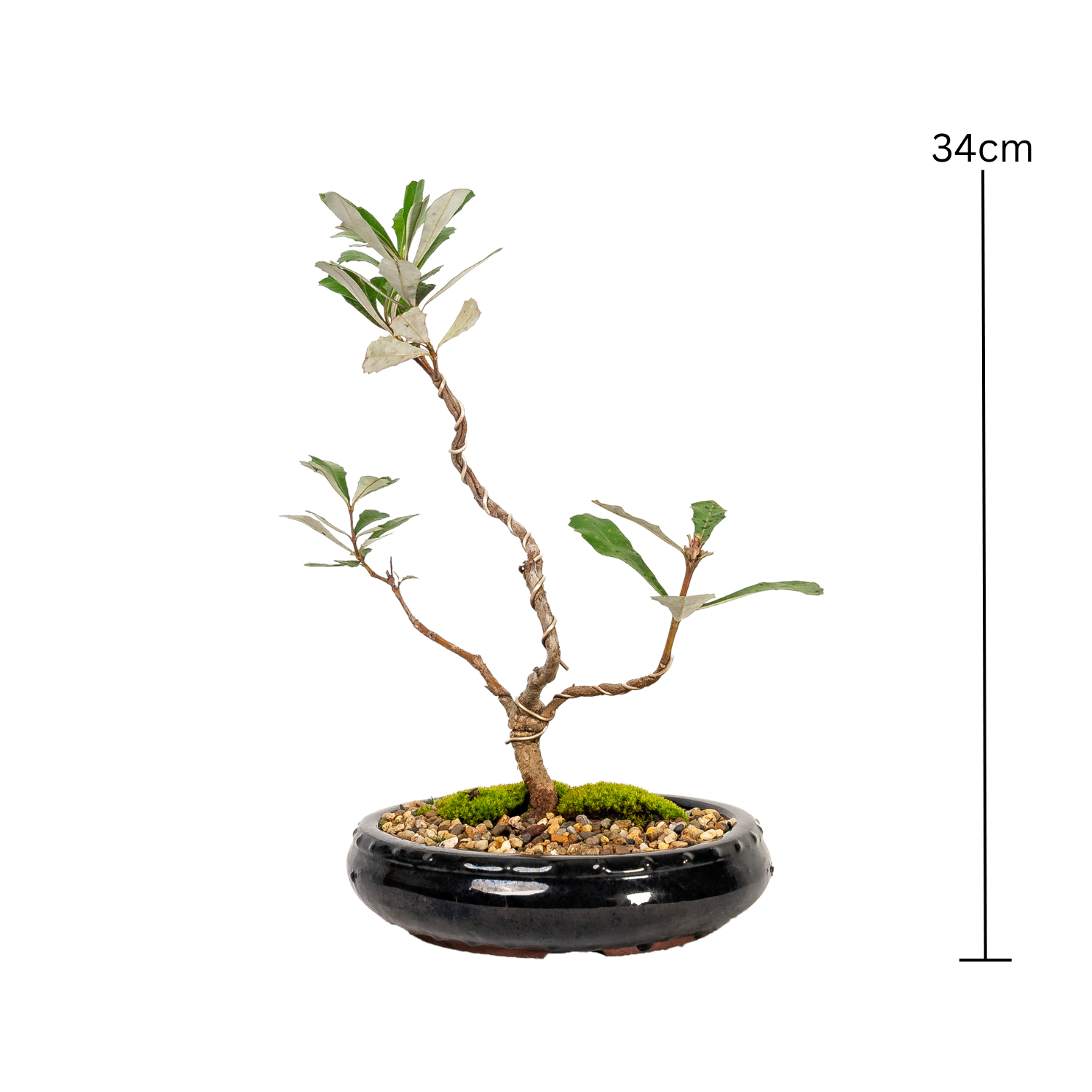 Banksia Bonsai (2016)