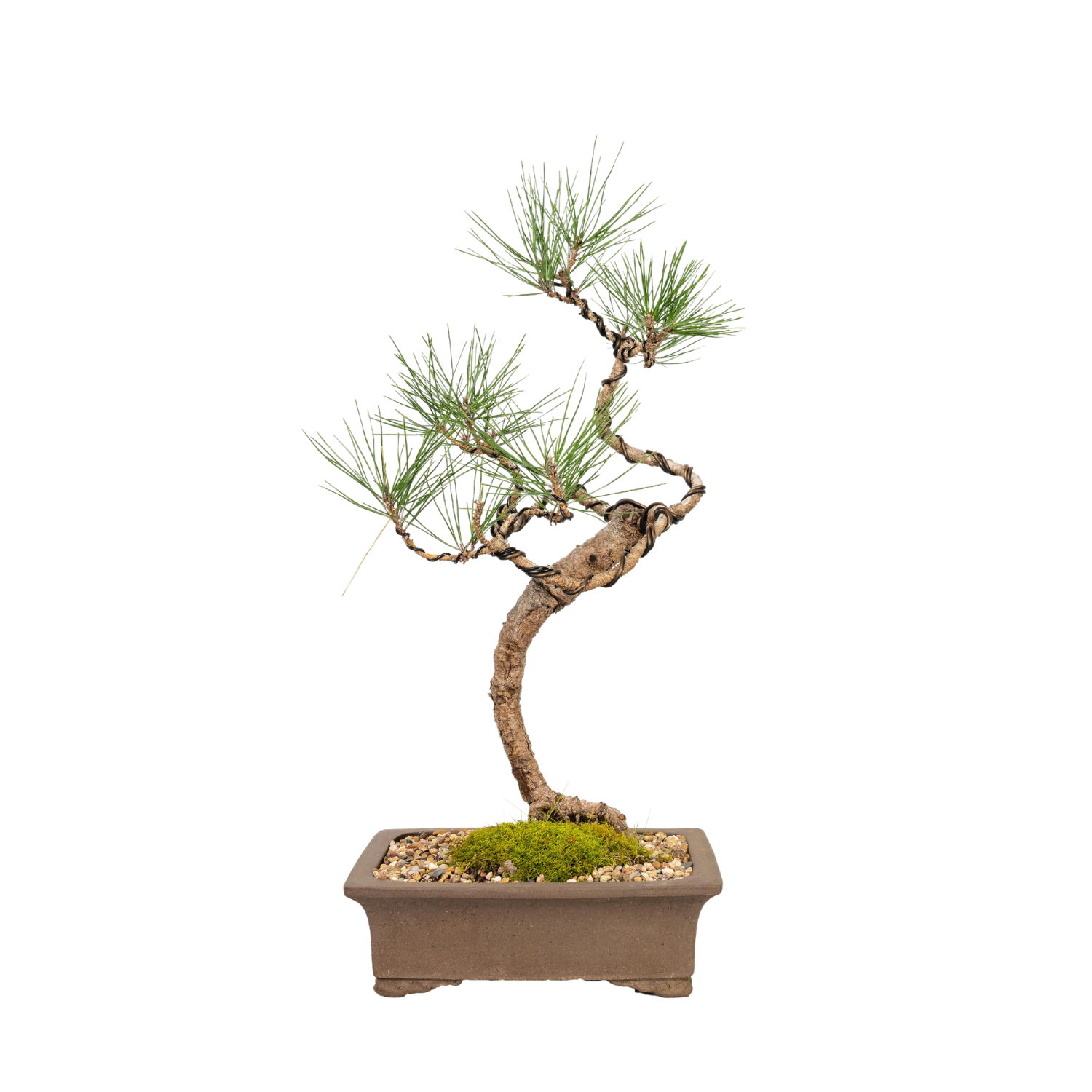 Japanese Black Pine Bonsai (1998)