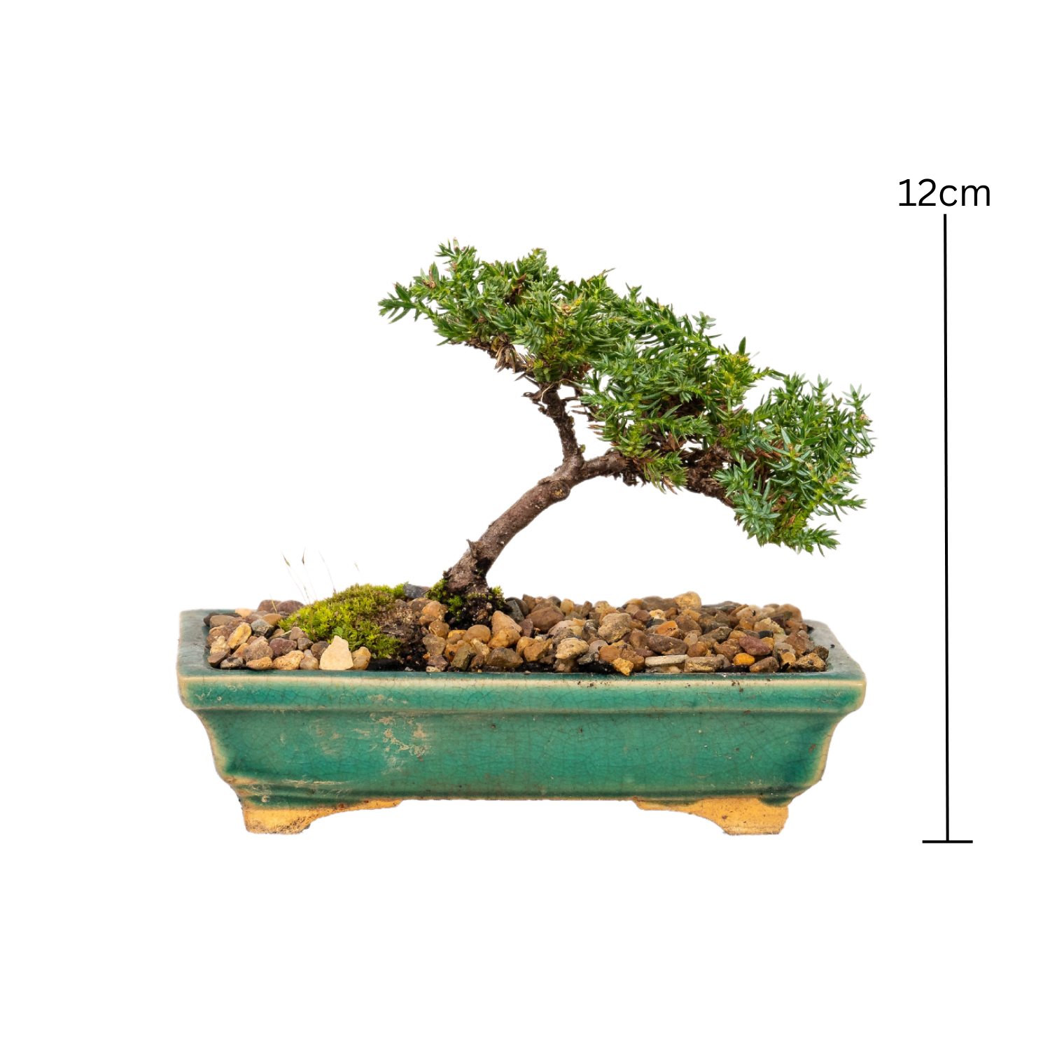 Juniper Bonsai (2016)