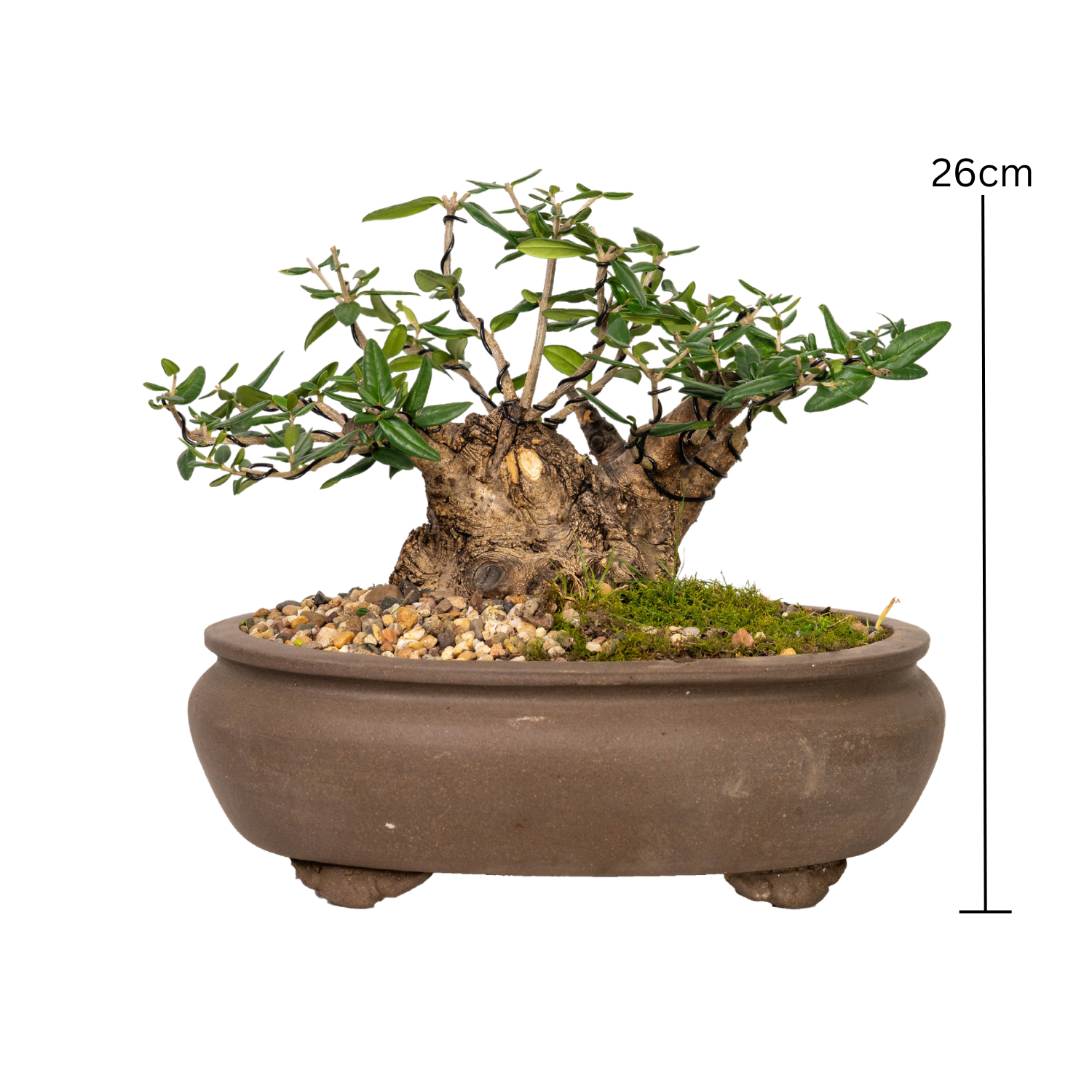 Asian Olive Bonsai (1997)