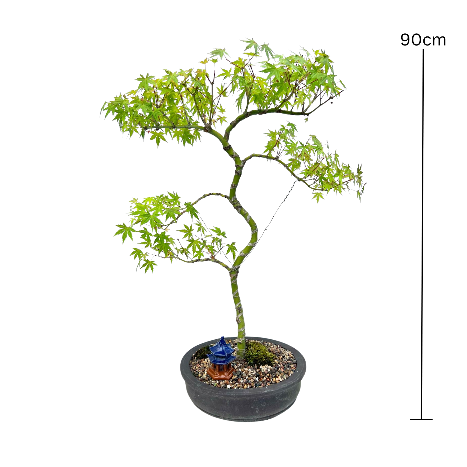 Japanese Maple Bonsai (1999)