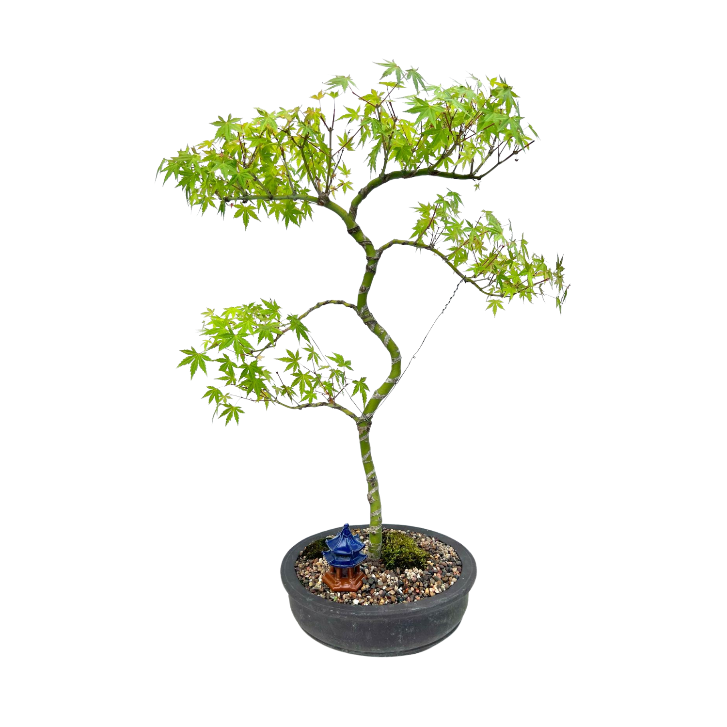 Japanese Maple Bonsai (1999)