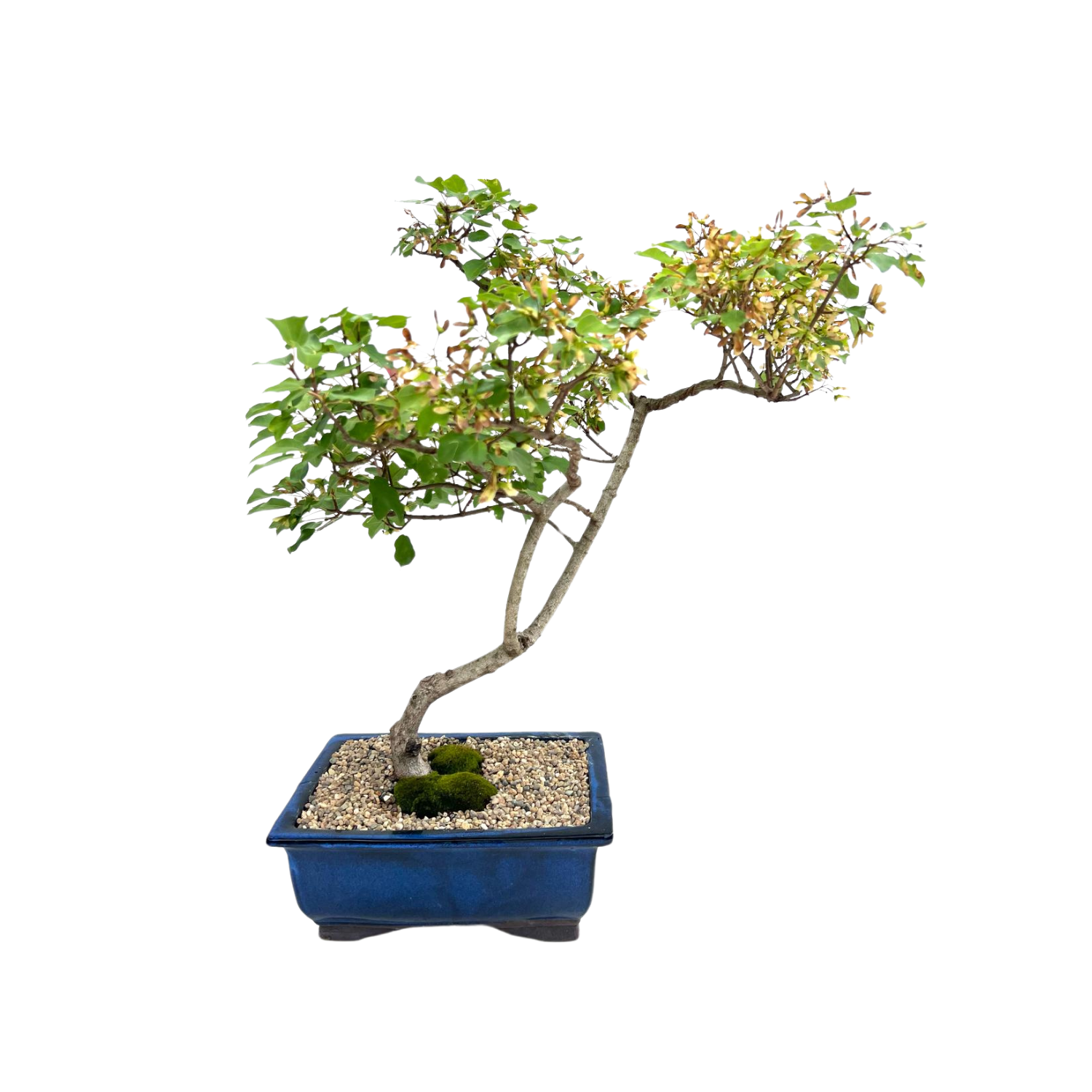 Thai Maple Bonsai (2002)