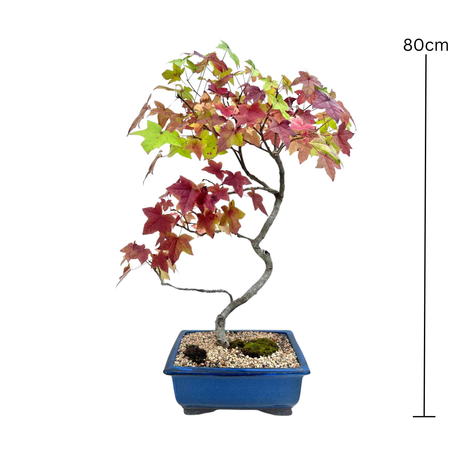 Liquidambar Bonsai (2000)