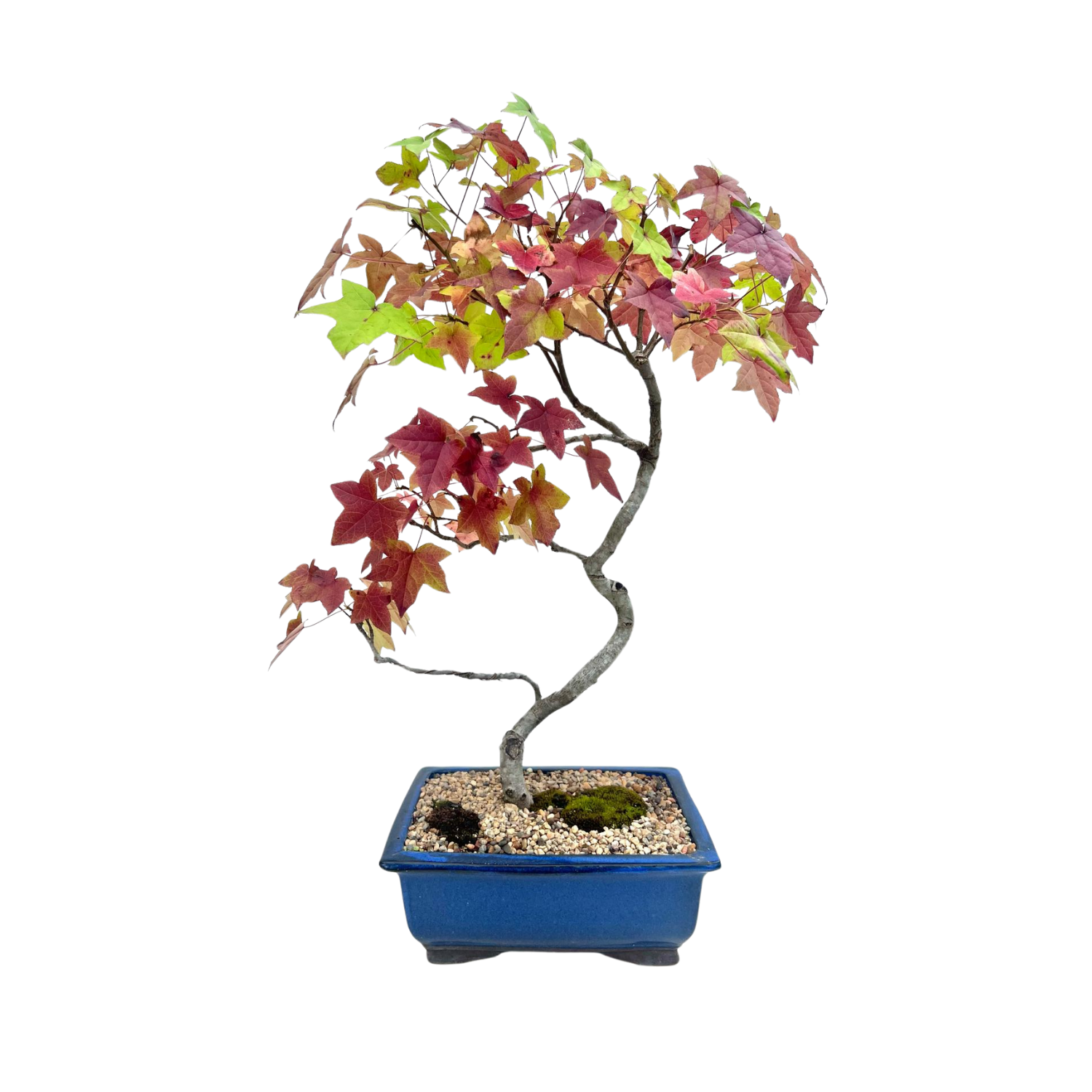 sweet gum tree bonsai Liquidambar Bonsai (2000) – Bonsai at The Bay