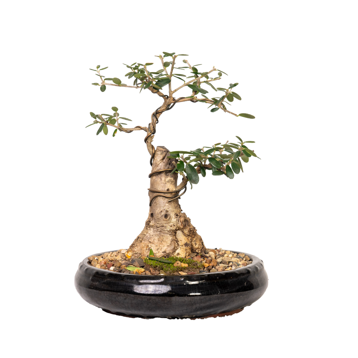 Asian Olive Bonsai (1992)