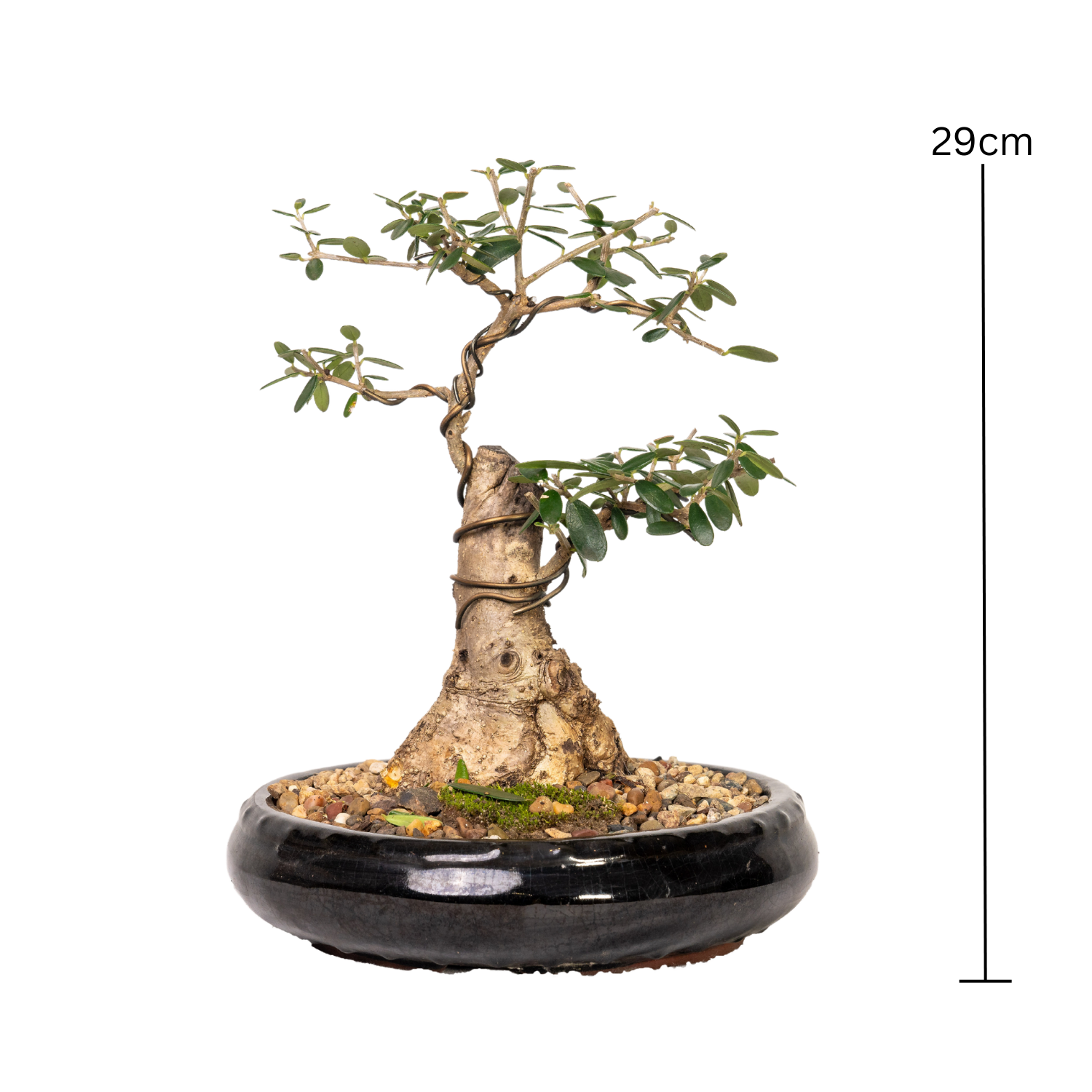 Asian Olive Bonsai (1992)