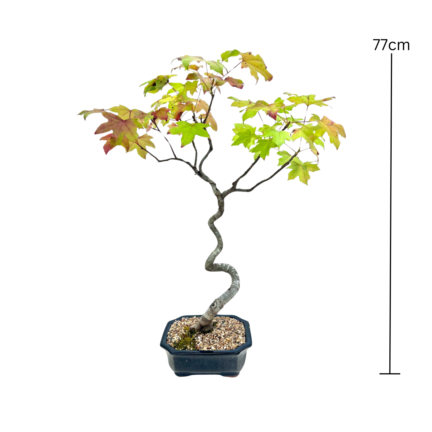 Liquidambar Bonsai (2001)