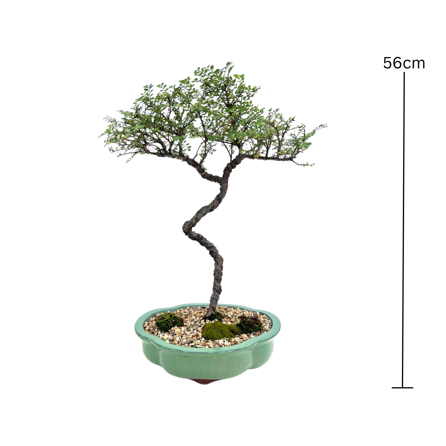 Chinese Elm Bonsai (2011)