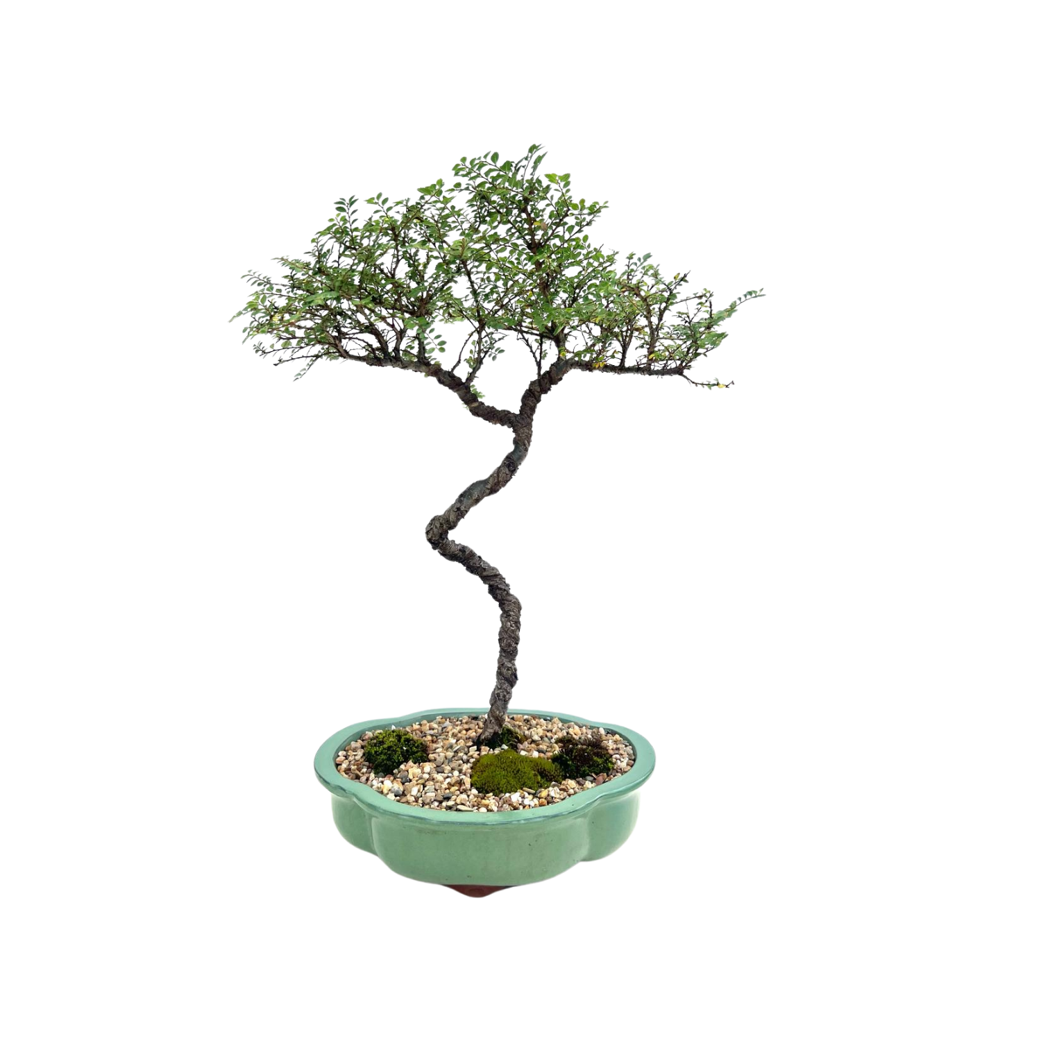 Chinese Elm Bonsai (2011)