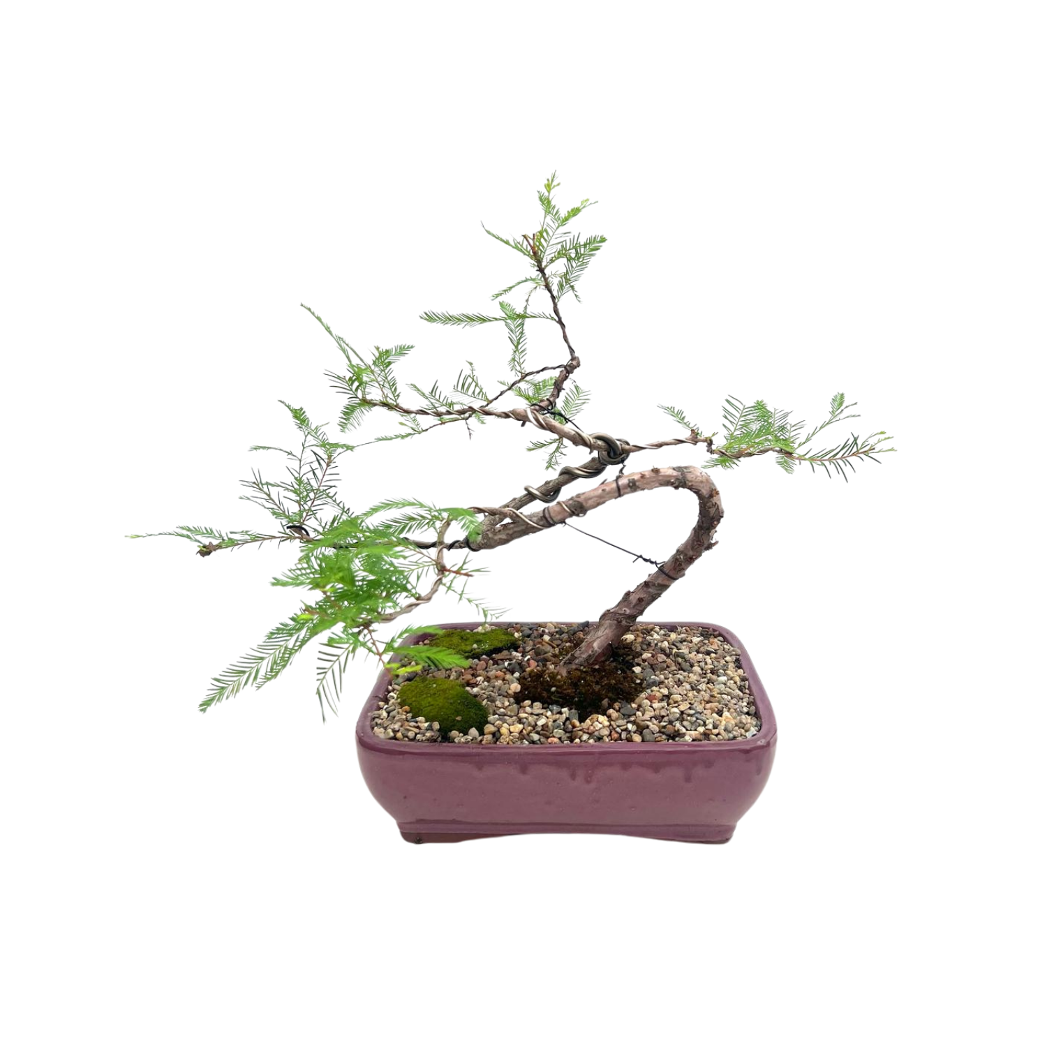 Swamp Cypress Bonsai (2009)