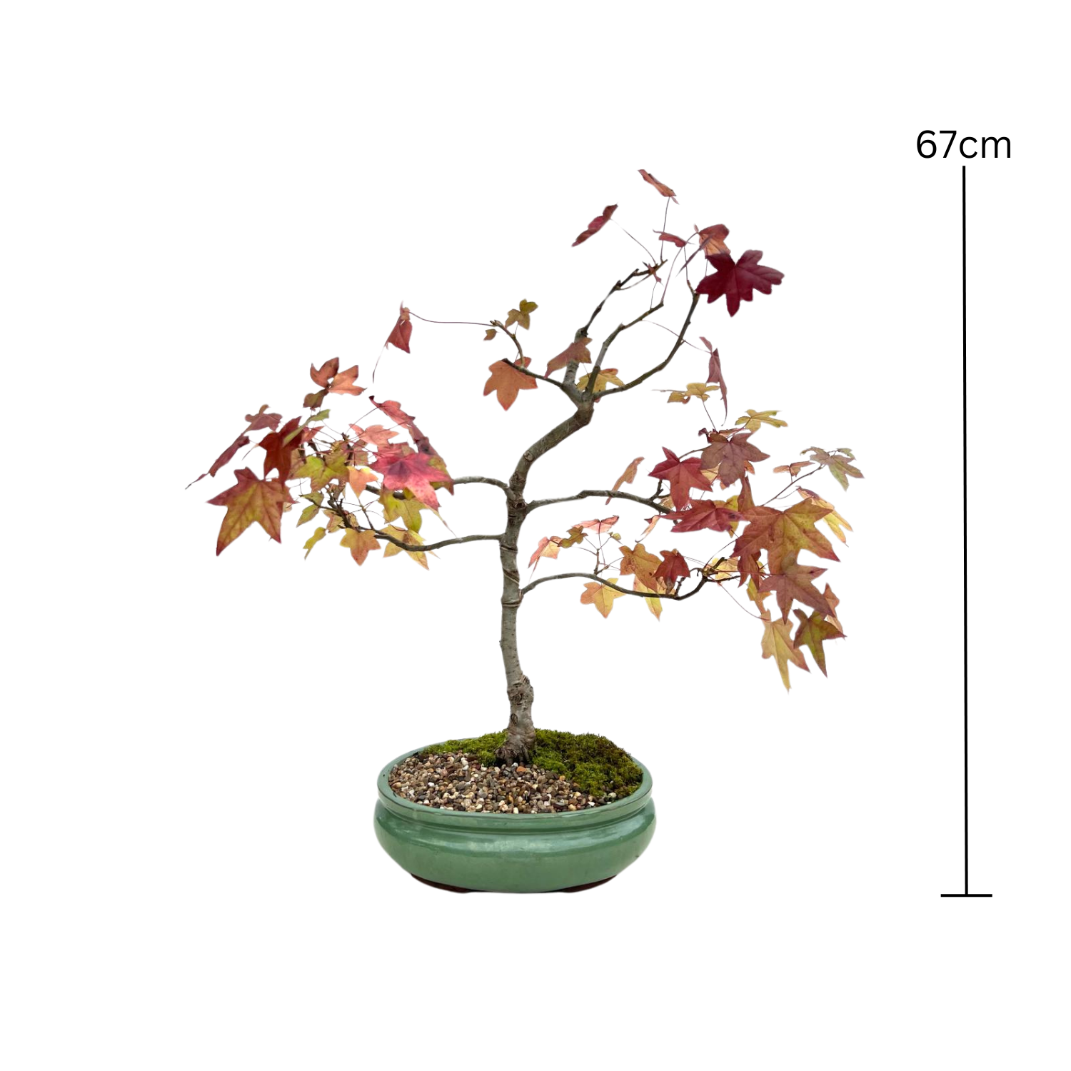 Liquidambar Bonsai (2004)