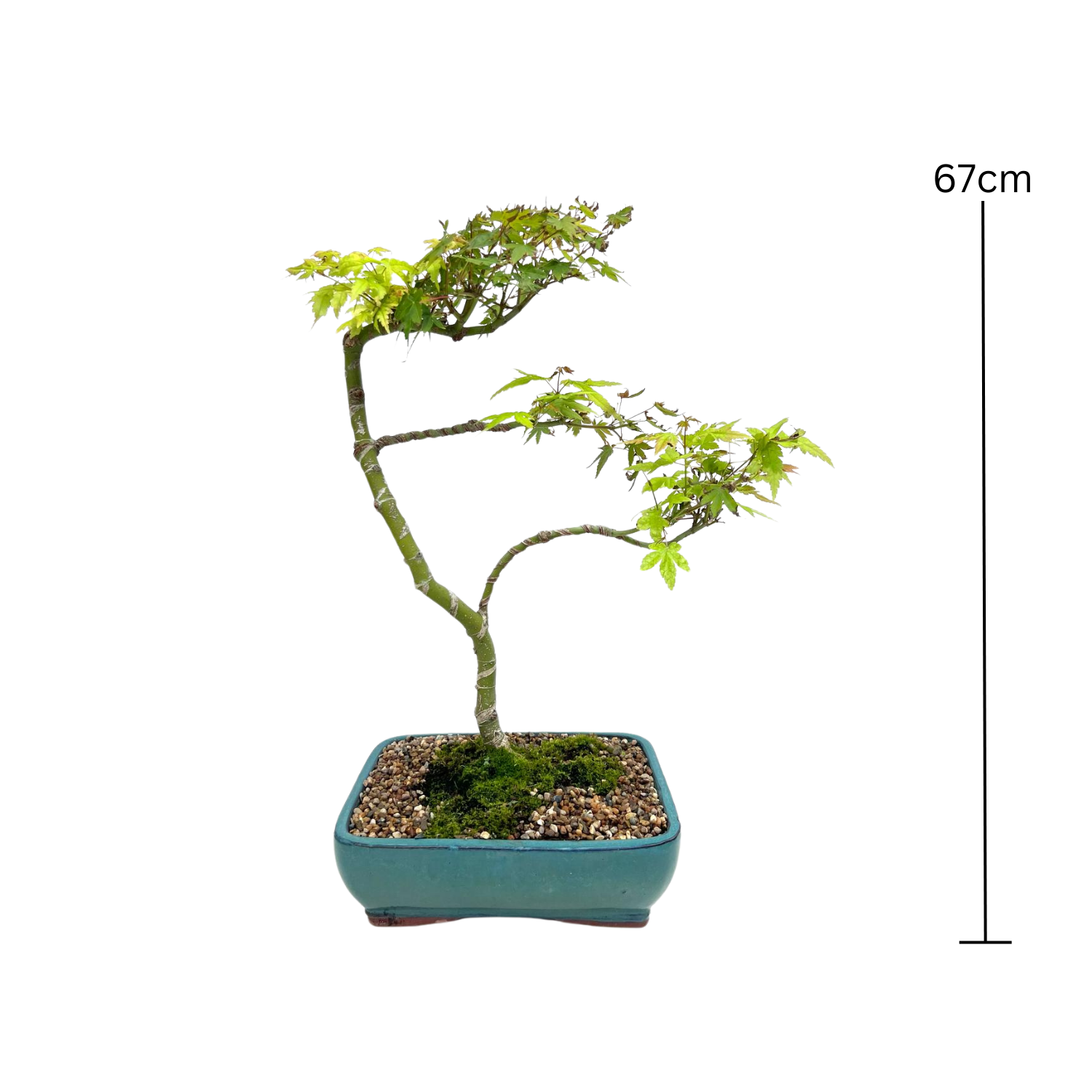 Liquidambar Bonsai (2006)