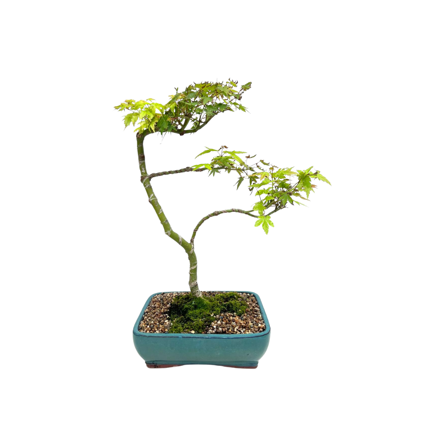 Liquidambar Bonsai (2006)