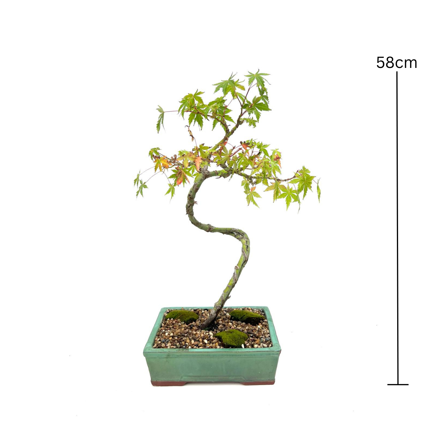 Japanese Maple Bonsai (2011)