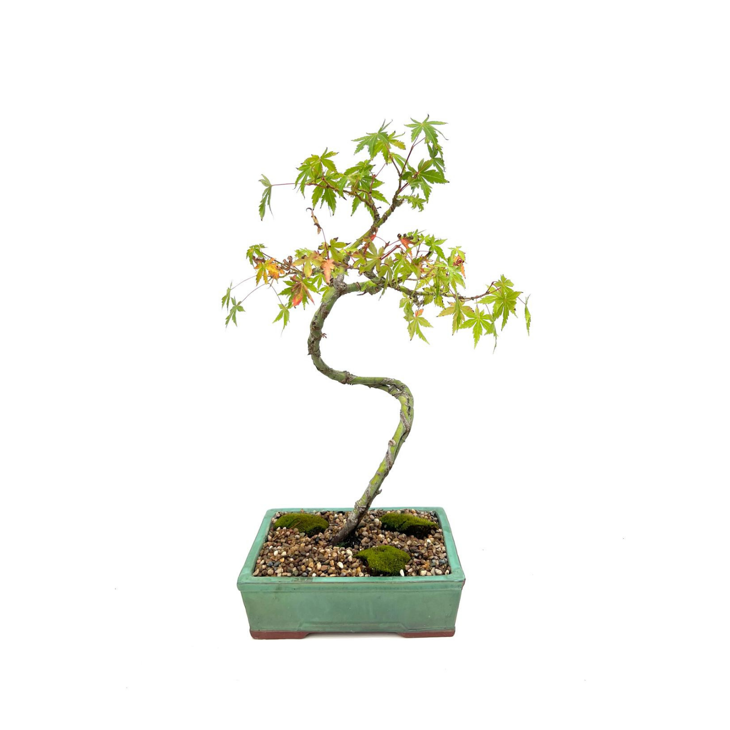 Japanese Maple Bonsai (2011)