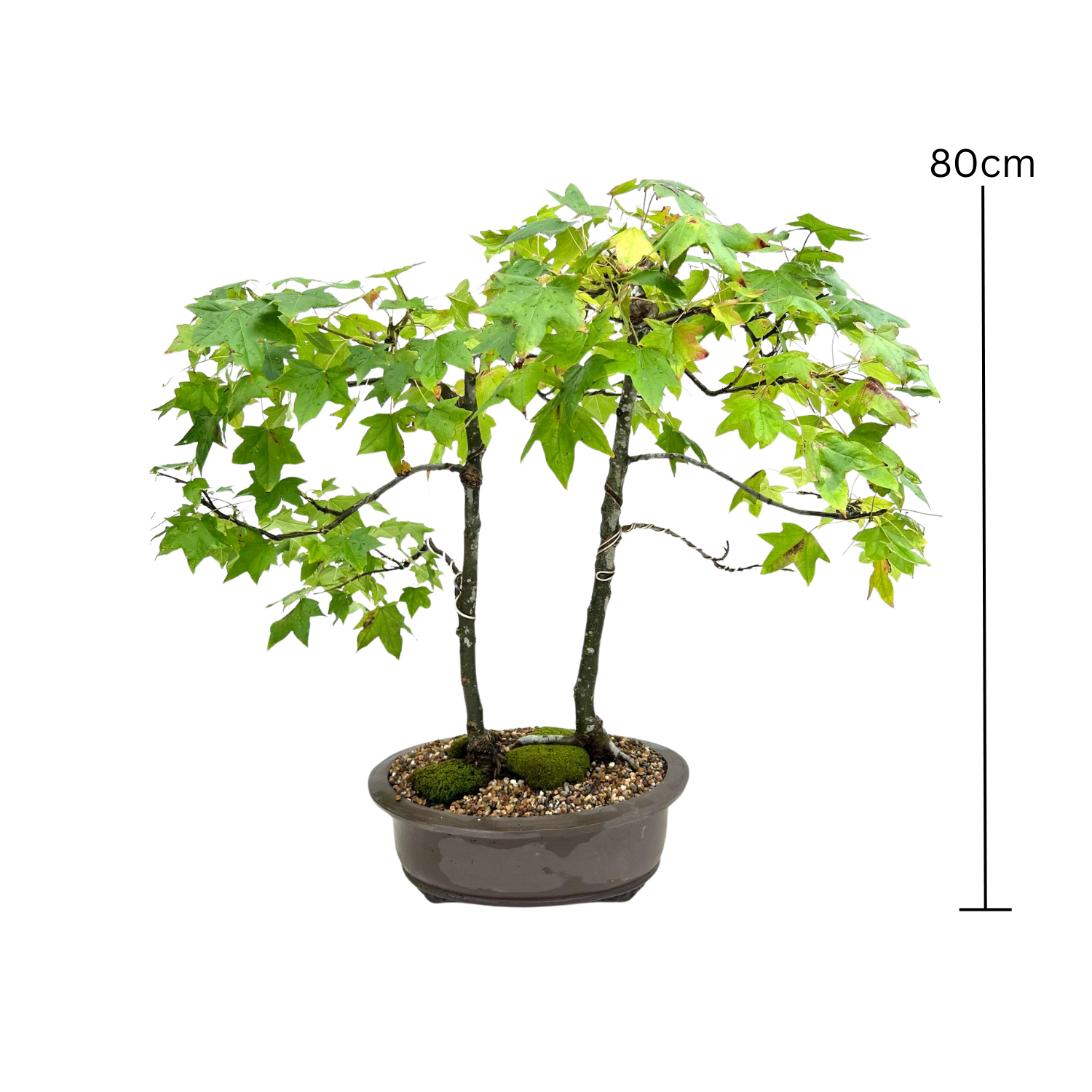 Liquidambar Bonsai (1999)