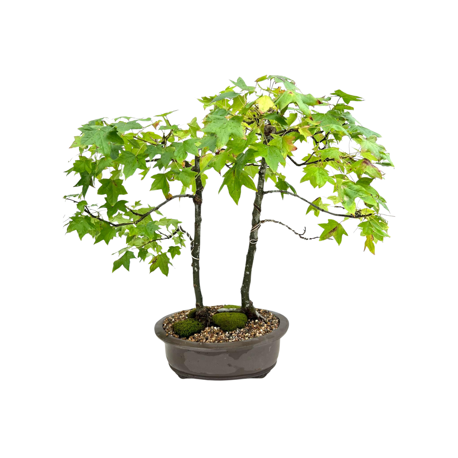 liquid amber bonsai tree Liquidambar Bonsai (1999) – Bonsai at The Bay