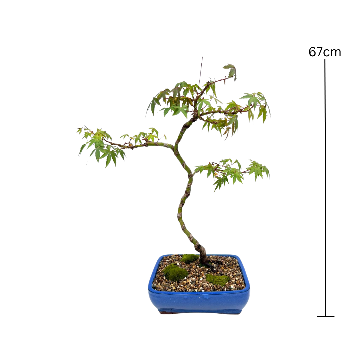 Japanese Maple Bonsai (2011)